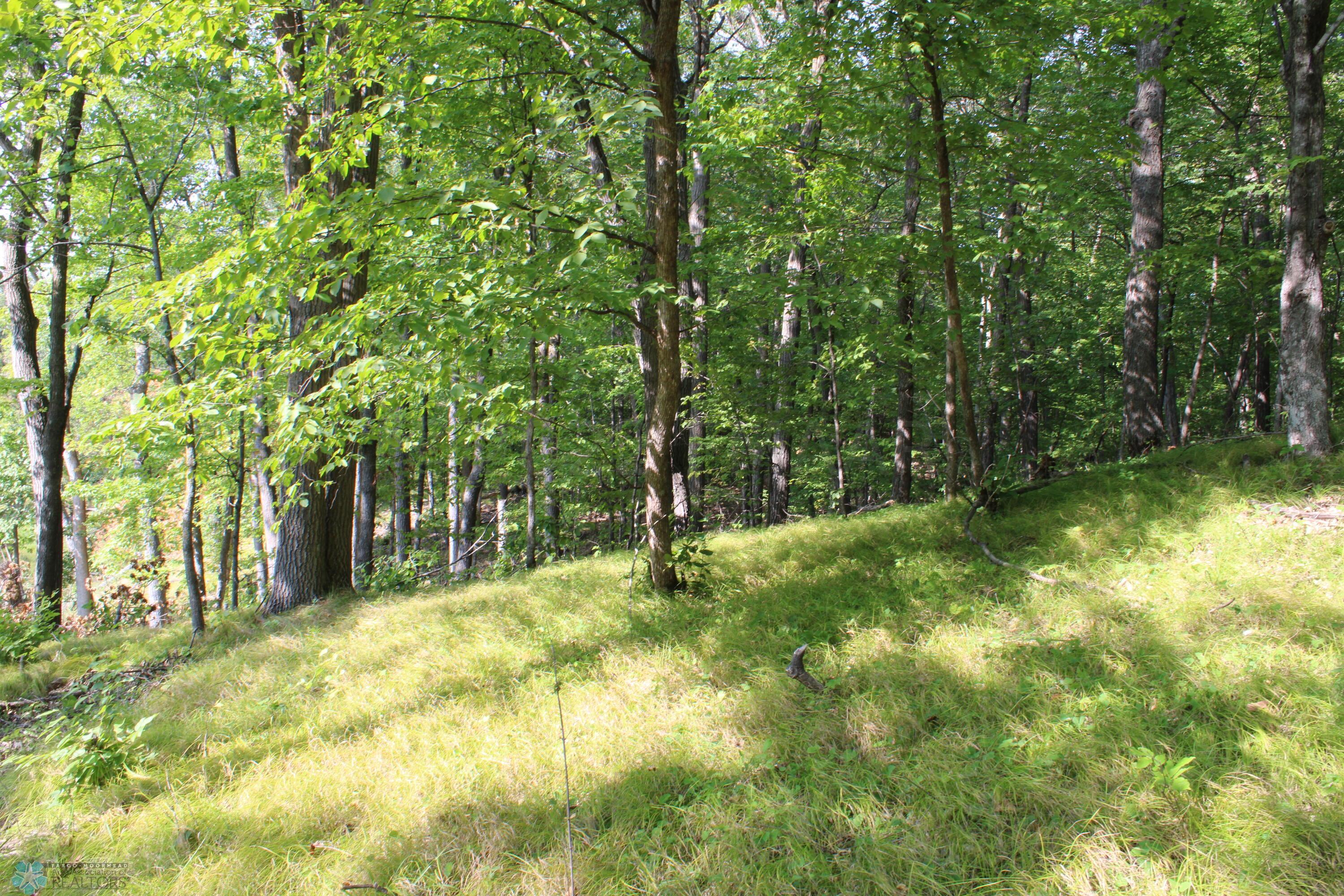 Oaks, Maples And Aspens