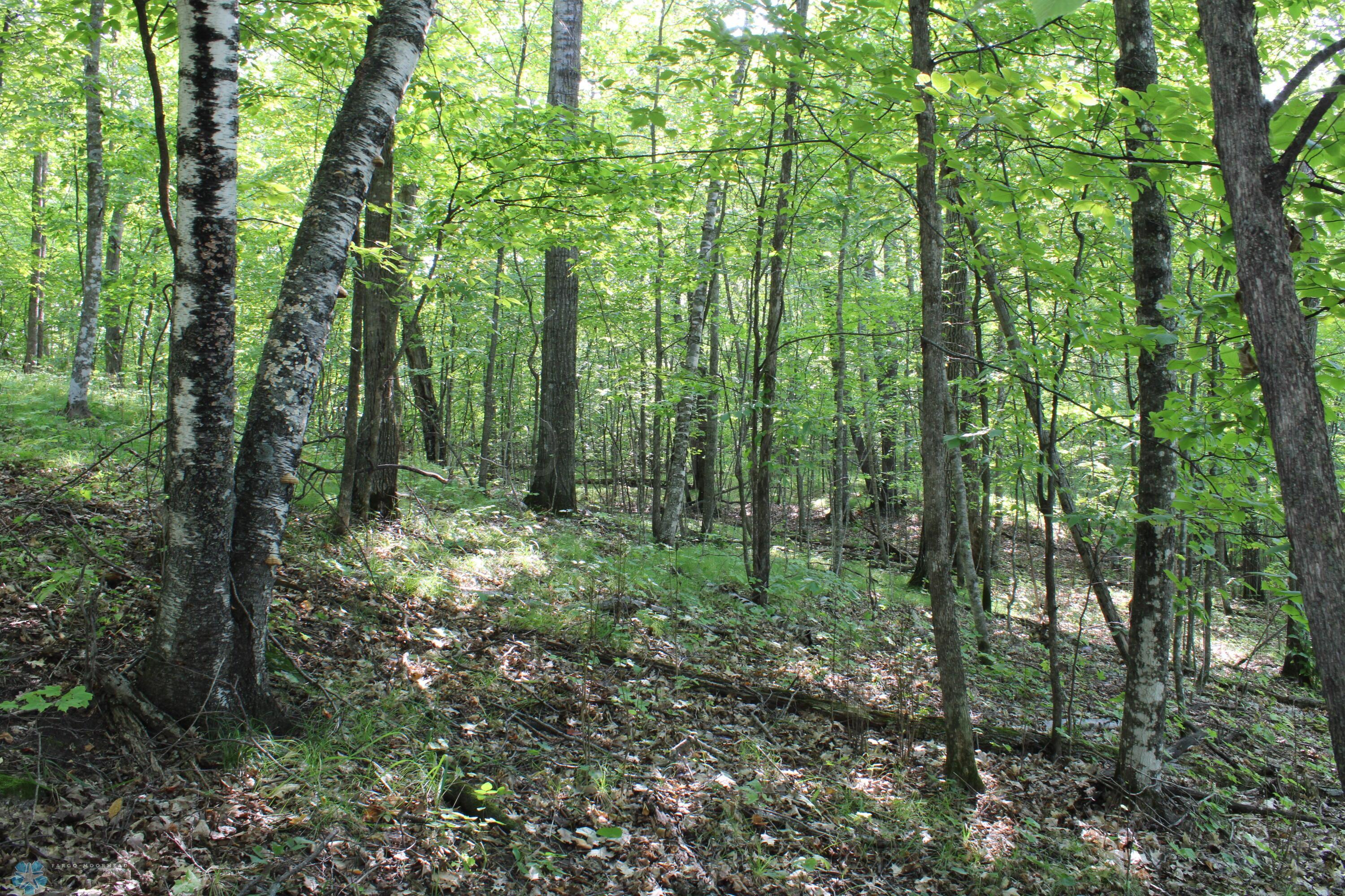 Clearings Under The Canopy
