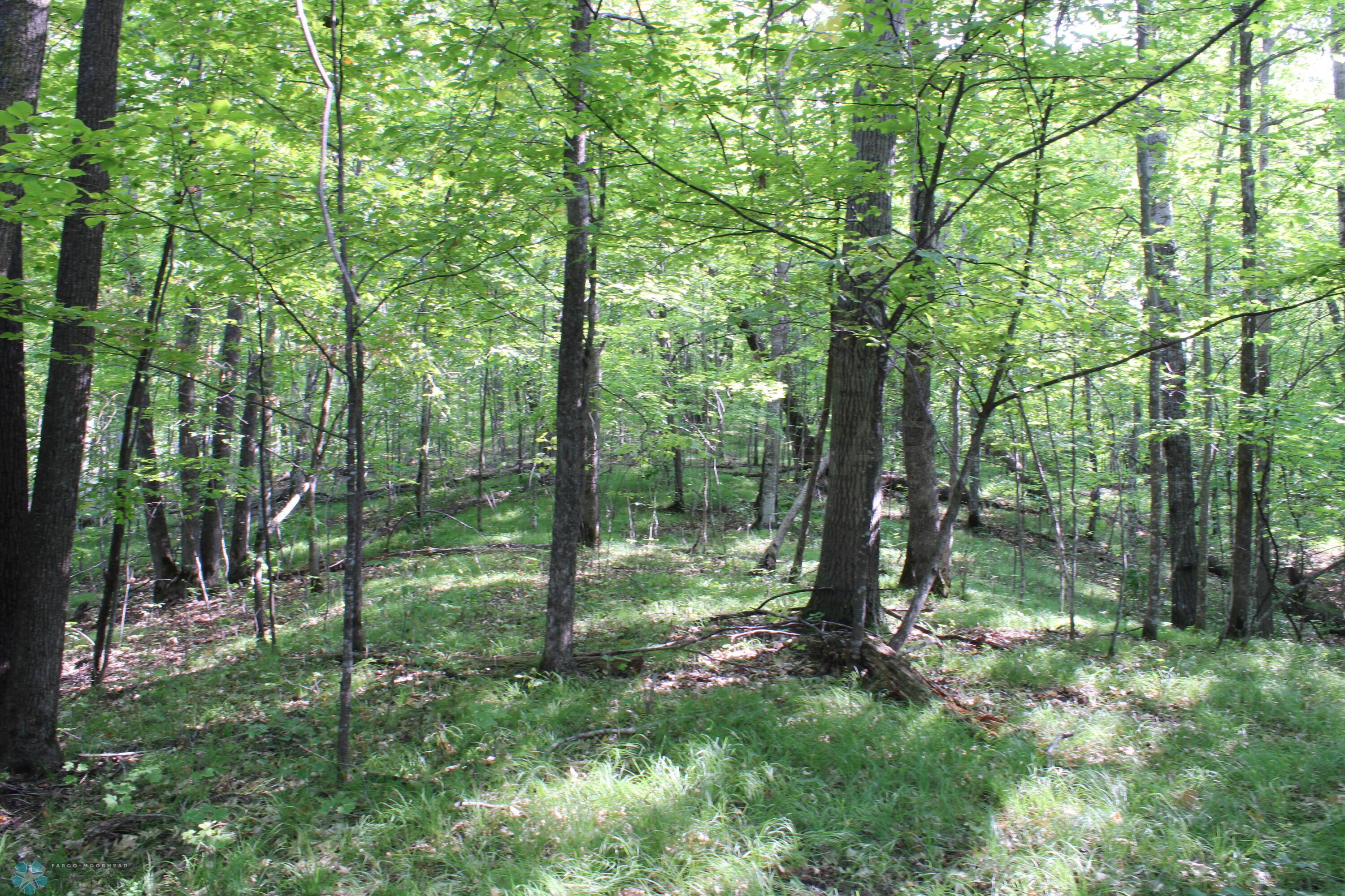 Clearings Under The Oaks