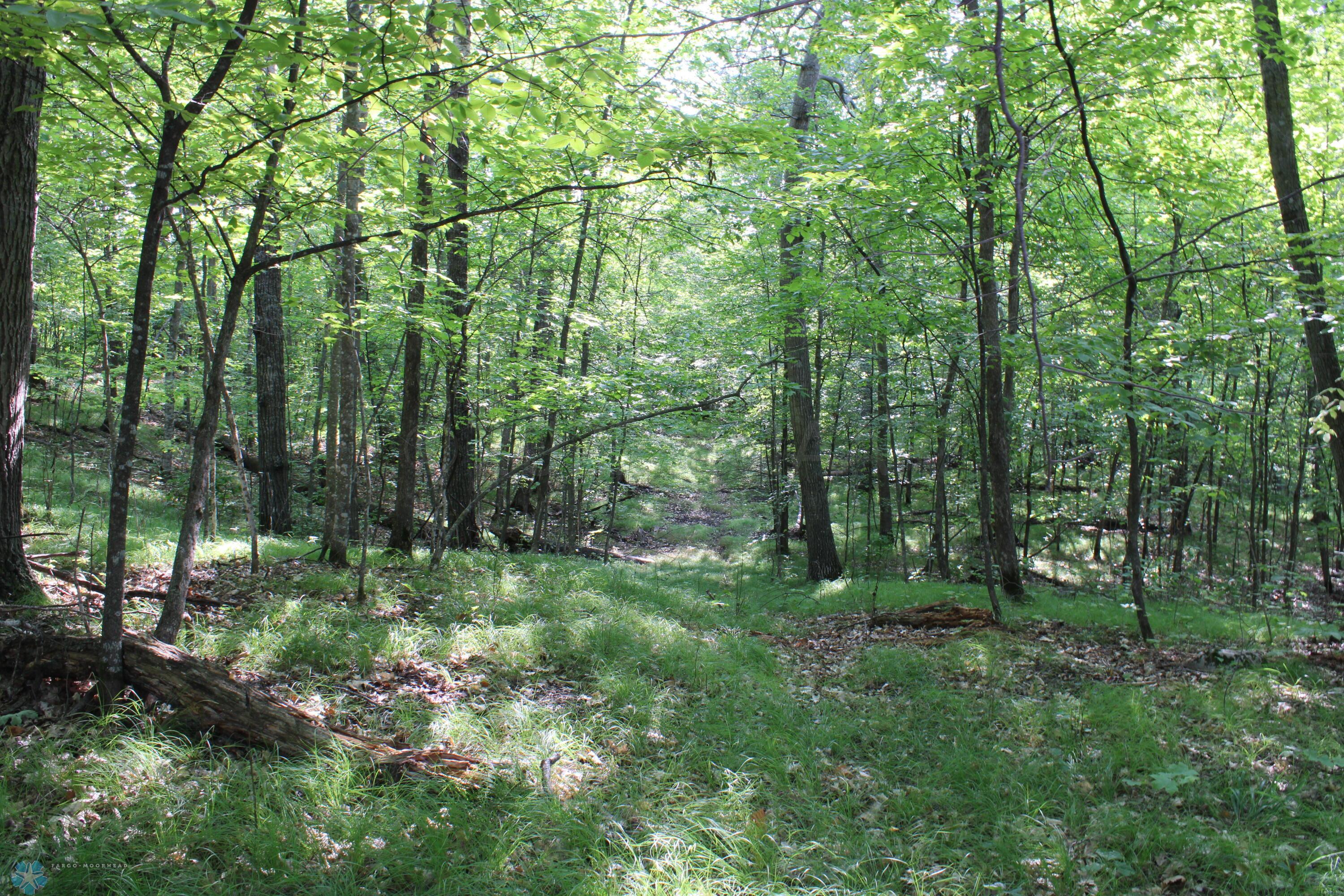 Long Open Runways In The Woods