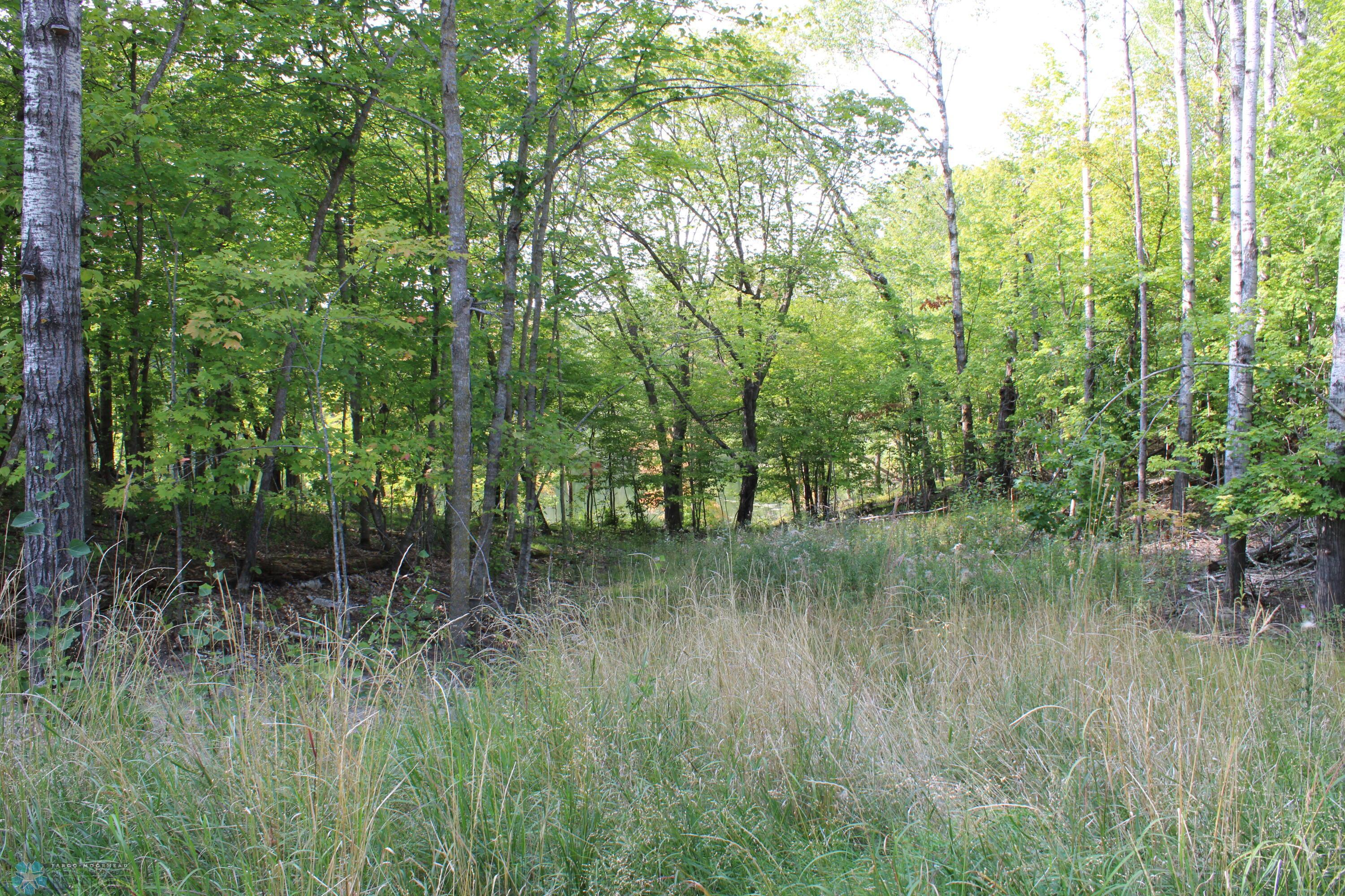 Aspens And Hardwoods