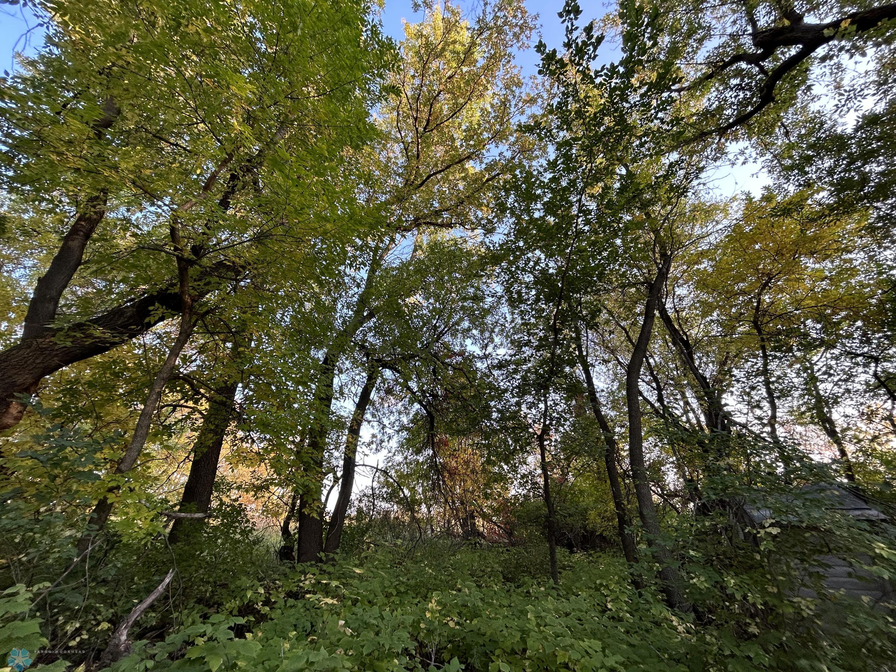 Tree Grove