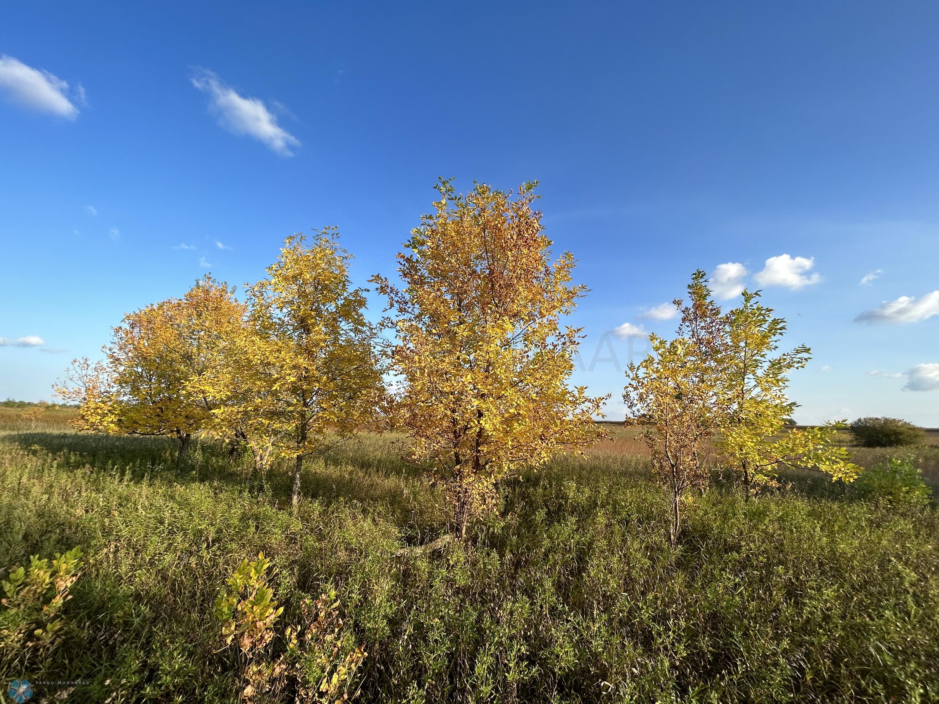 Trees