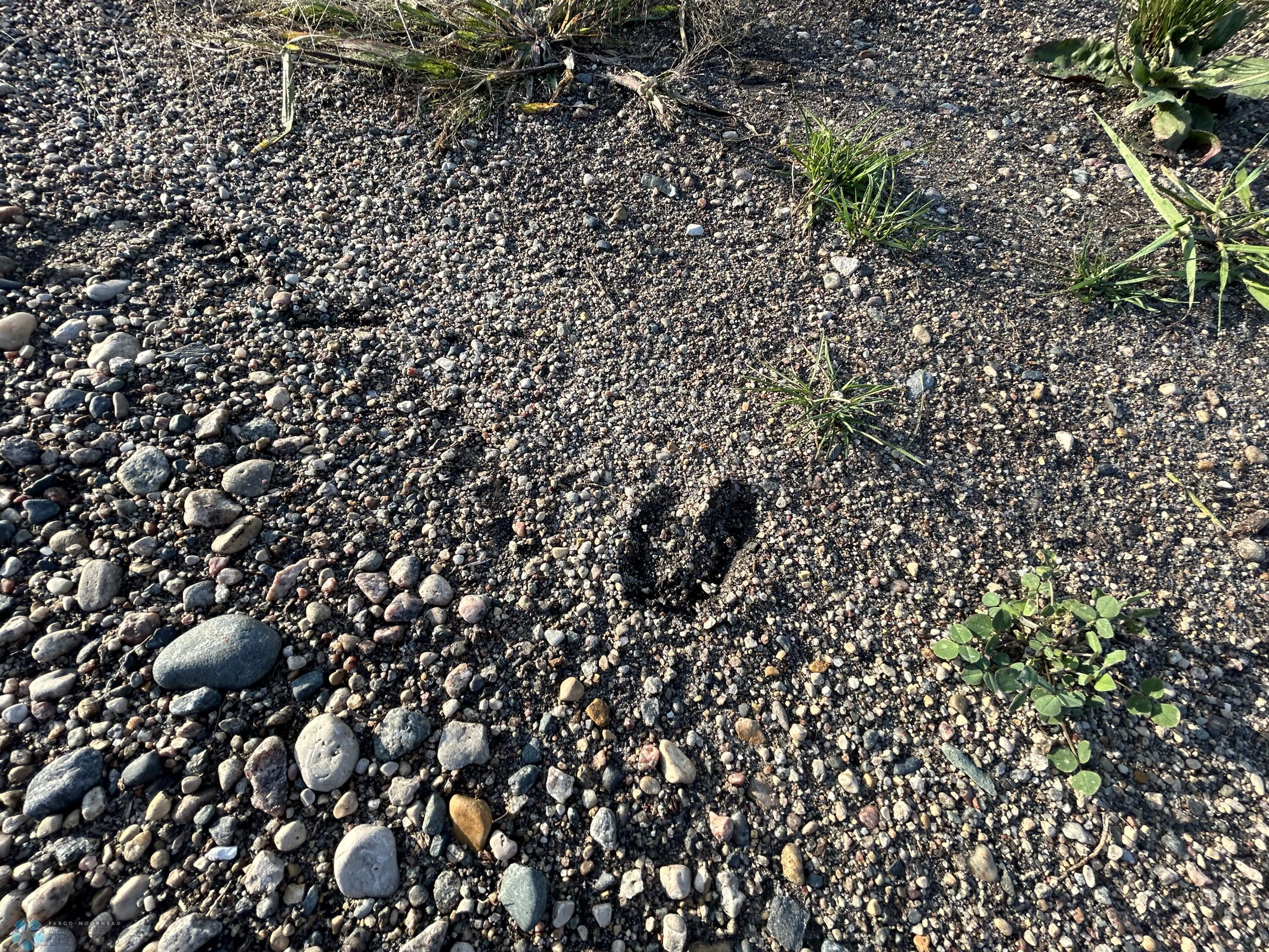 Deer Tracks