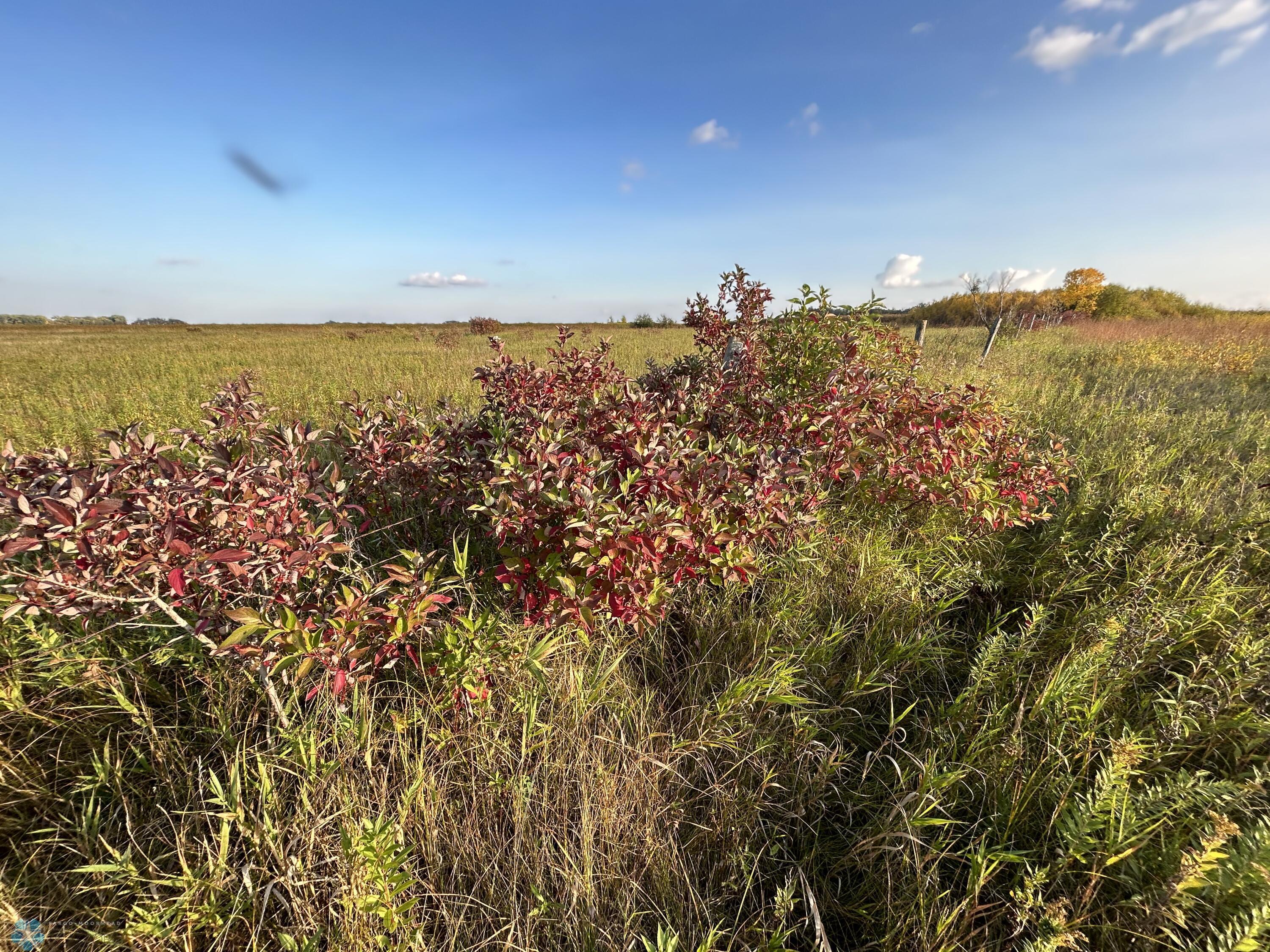 Vegetation
