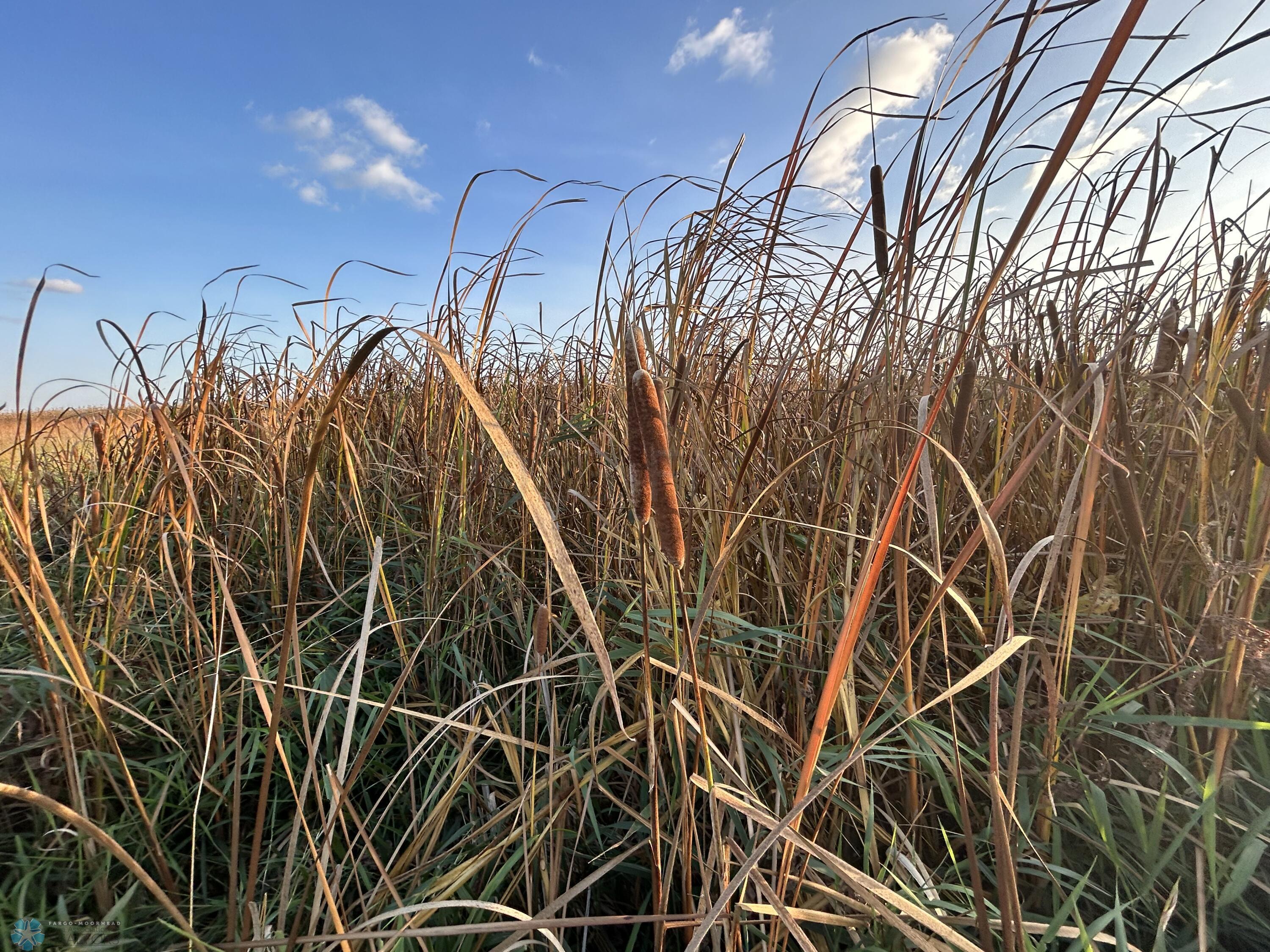 Wetland Area