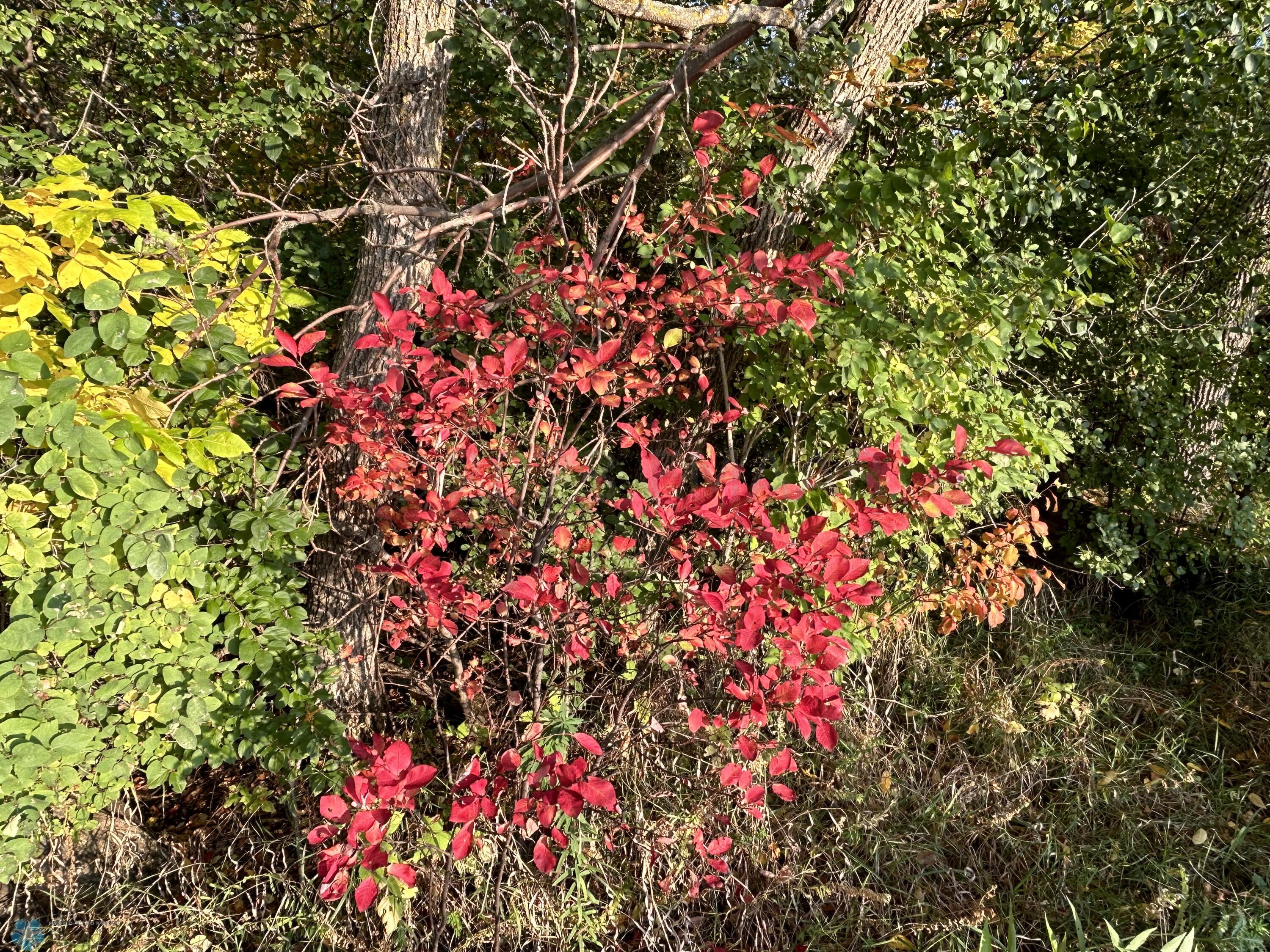 Vegetation