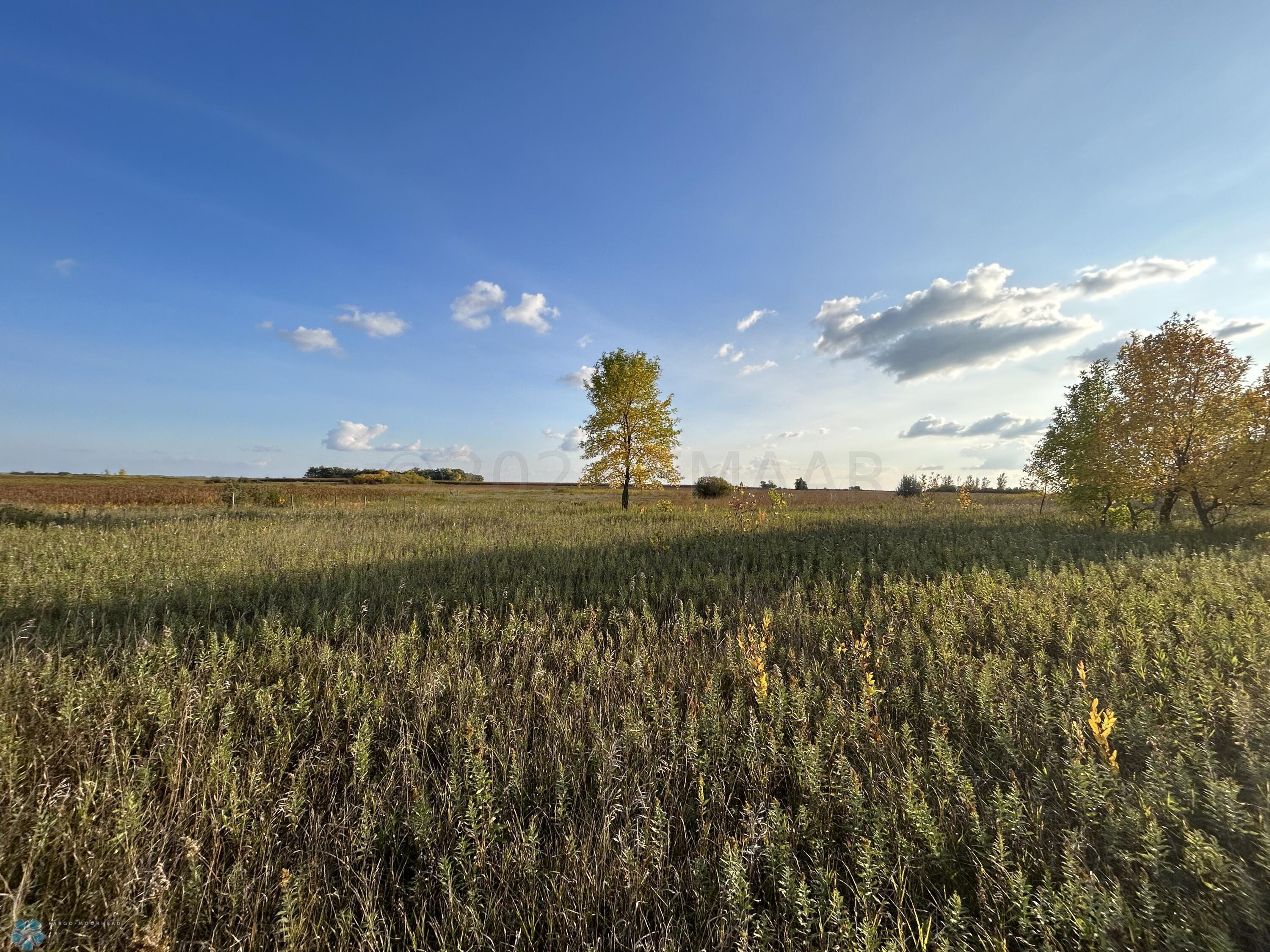 Grassland