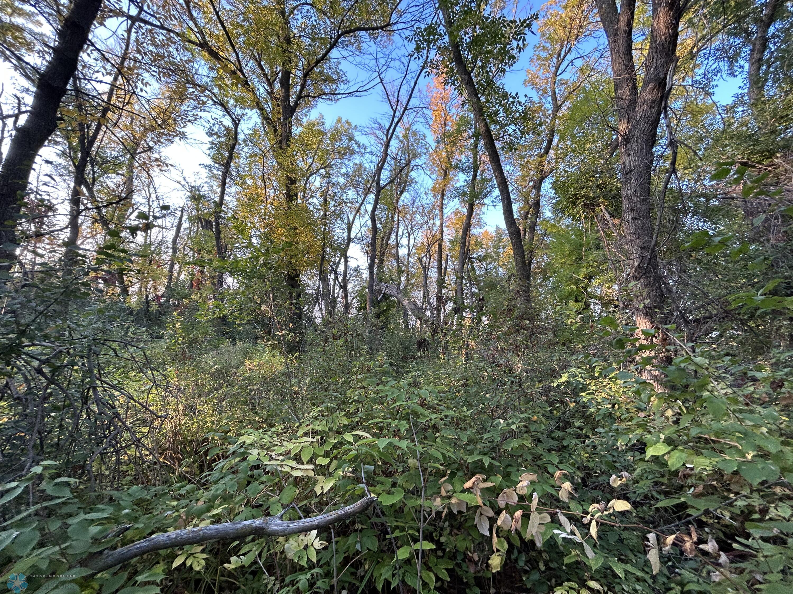 Tree Grove