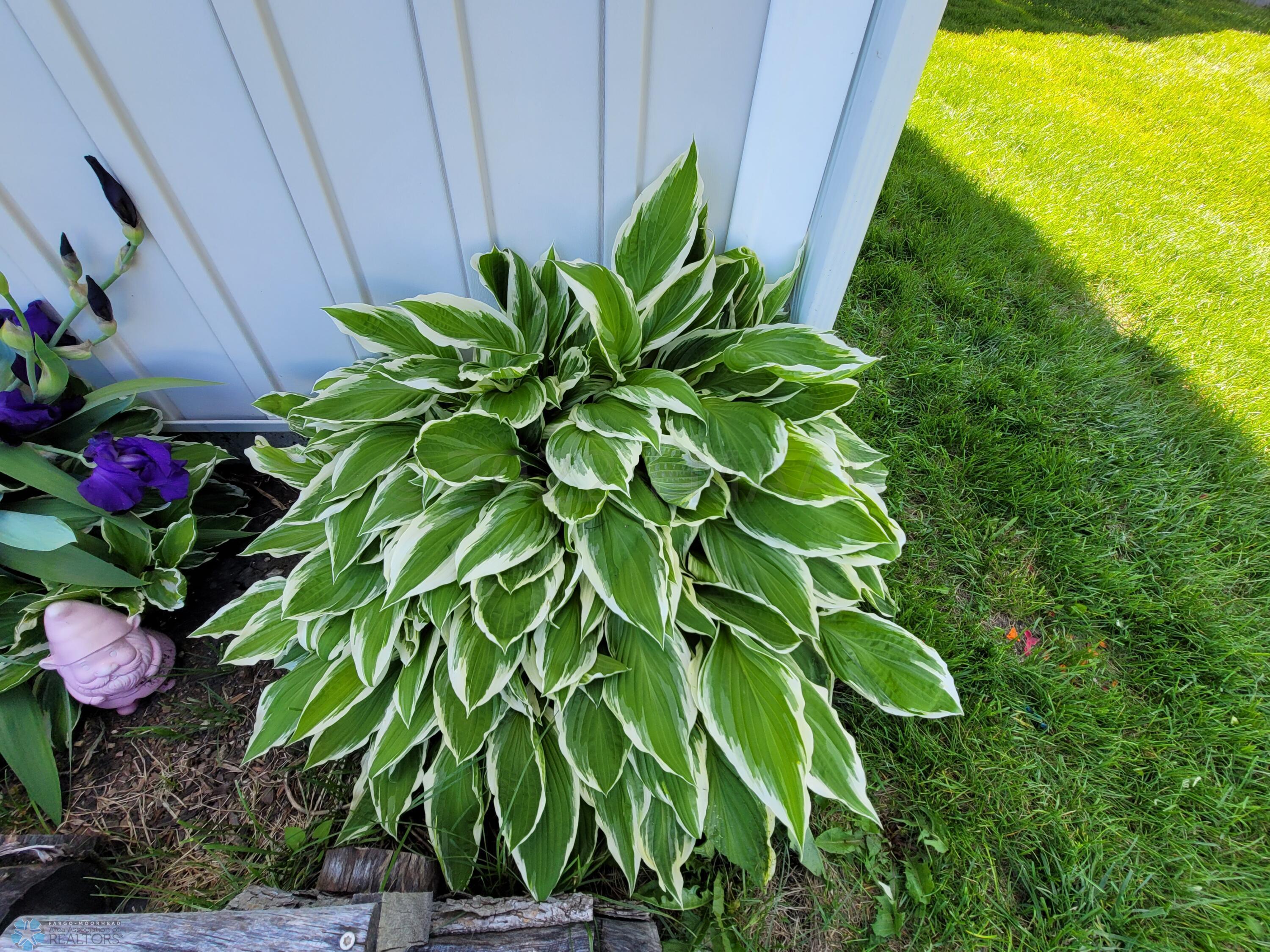 HOSTAS