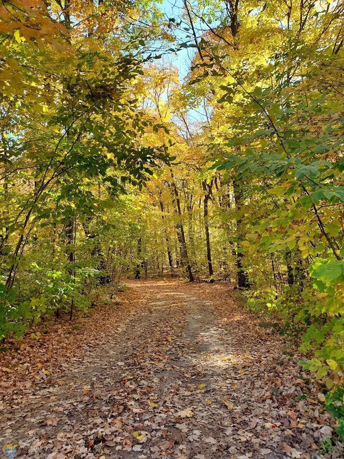 Driveway in Fall