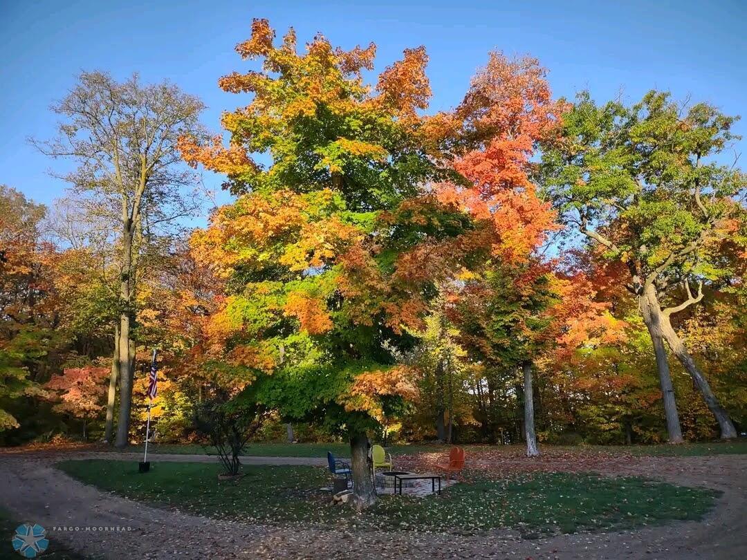 Fall yard picture