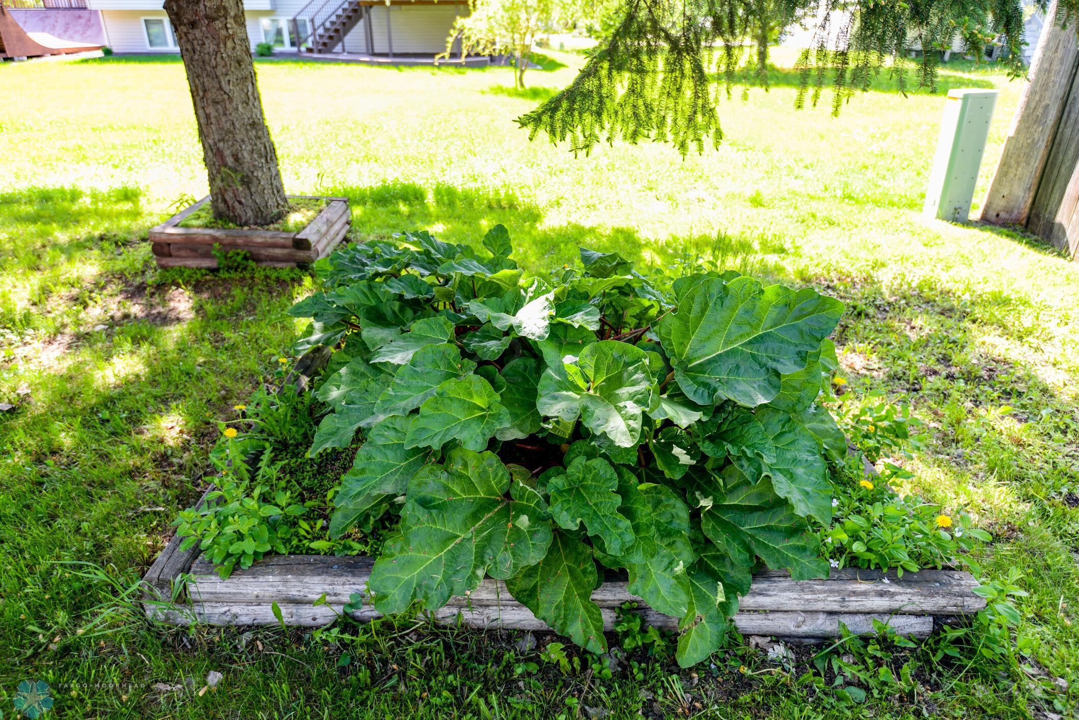 Rhubarb Plants