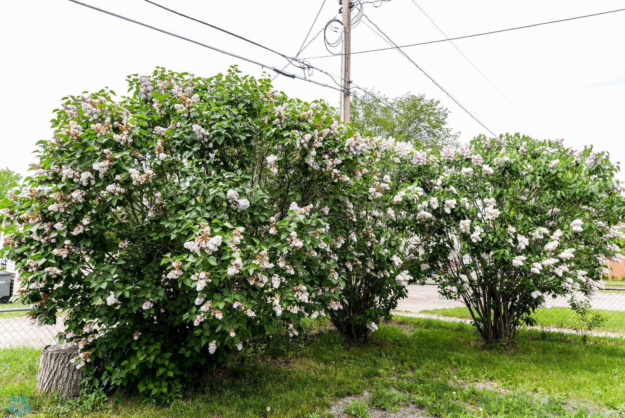 Lilac Bushes
