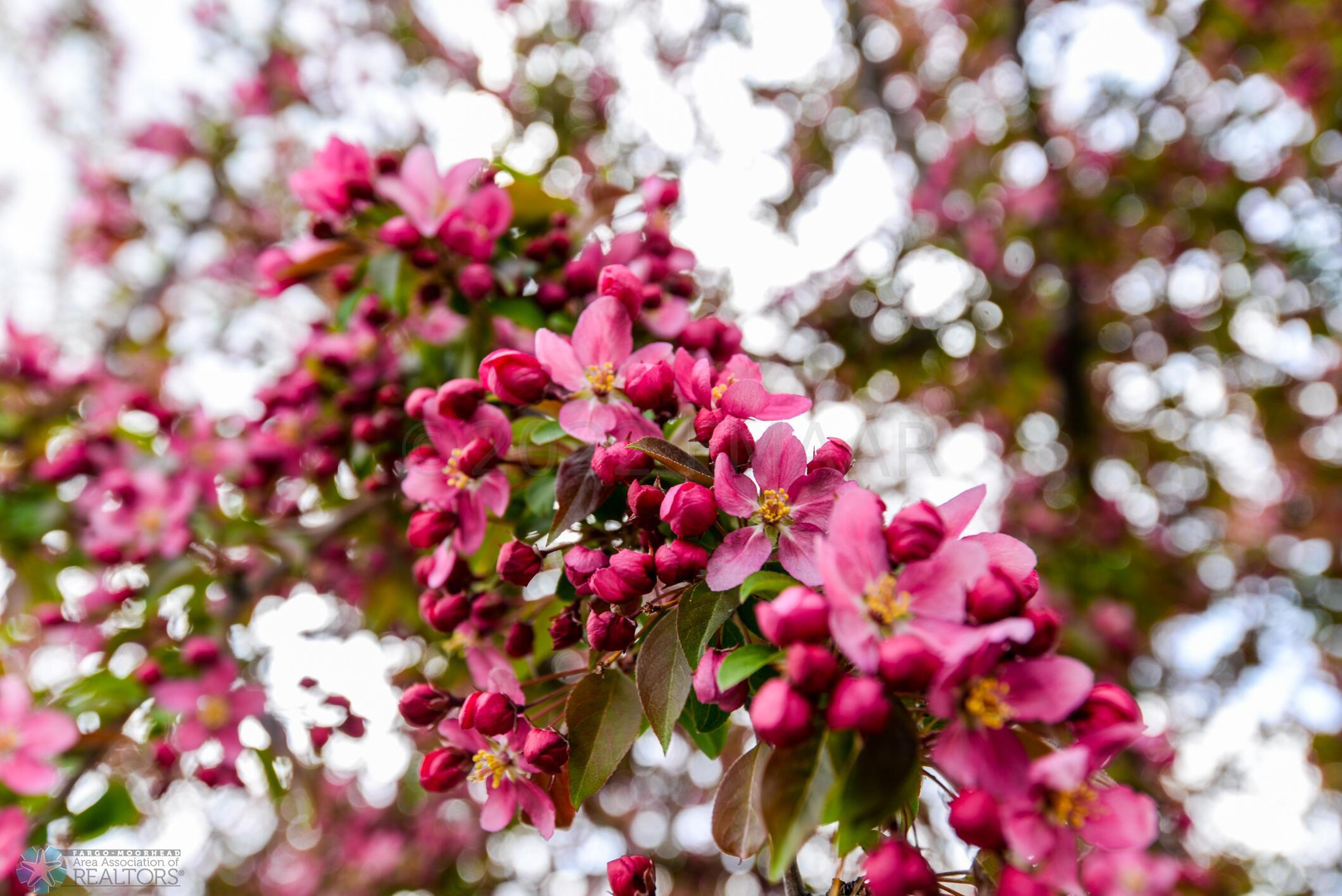 Blooming Tree