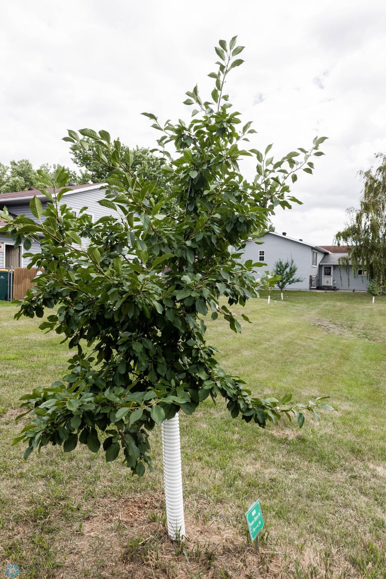 Orchard