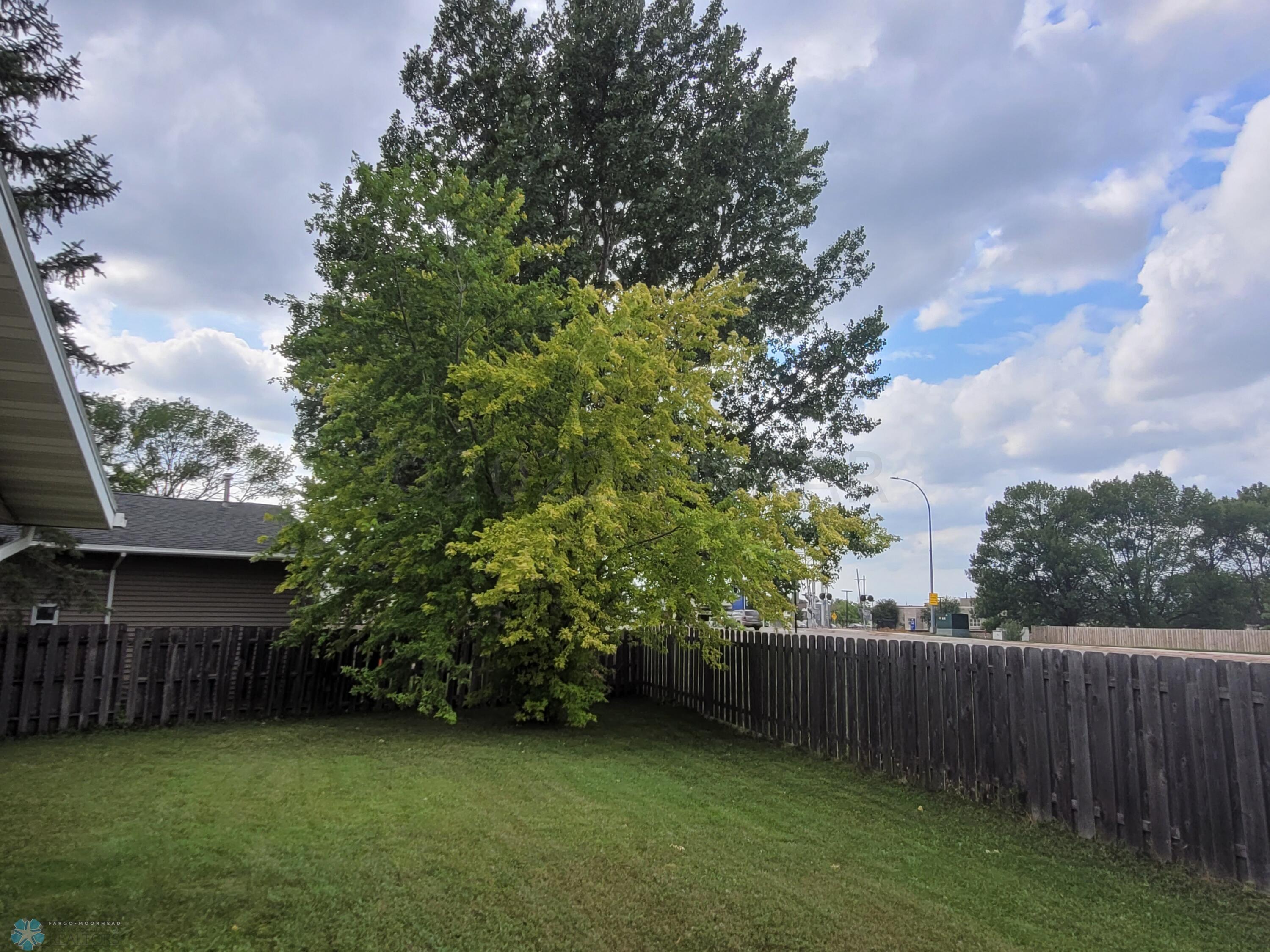 MAPLE TREE