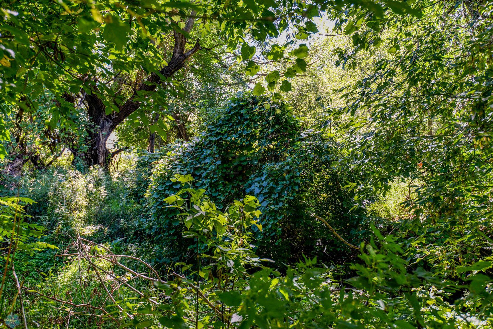 Grape Vines