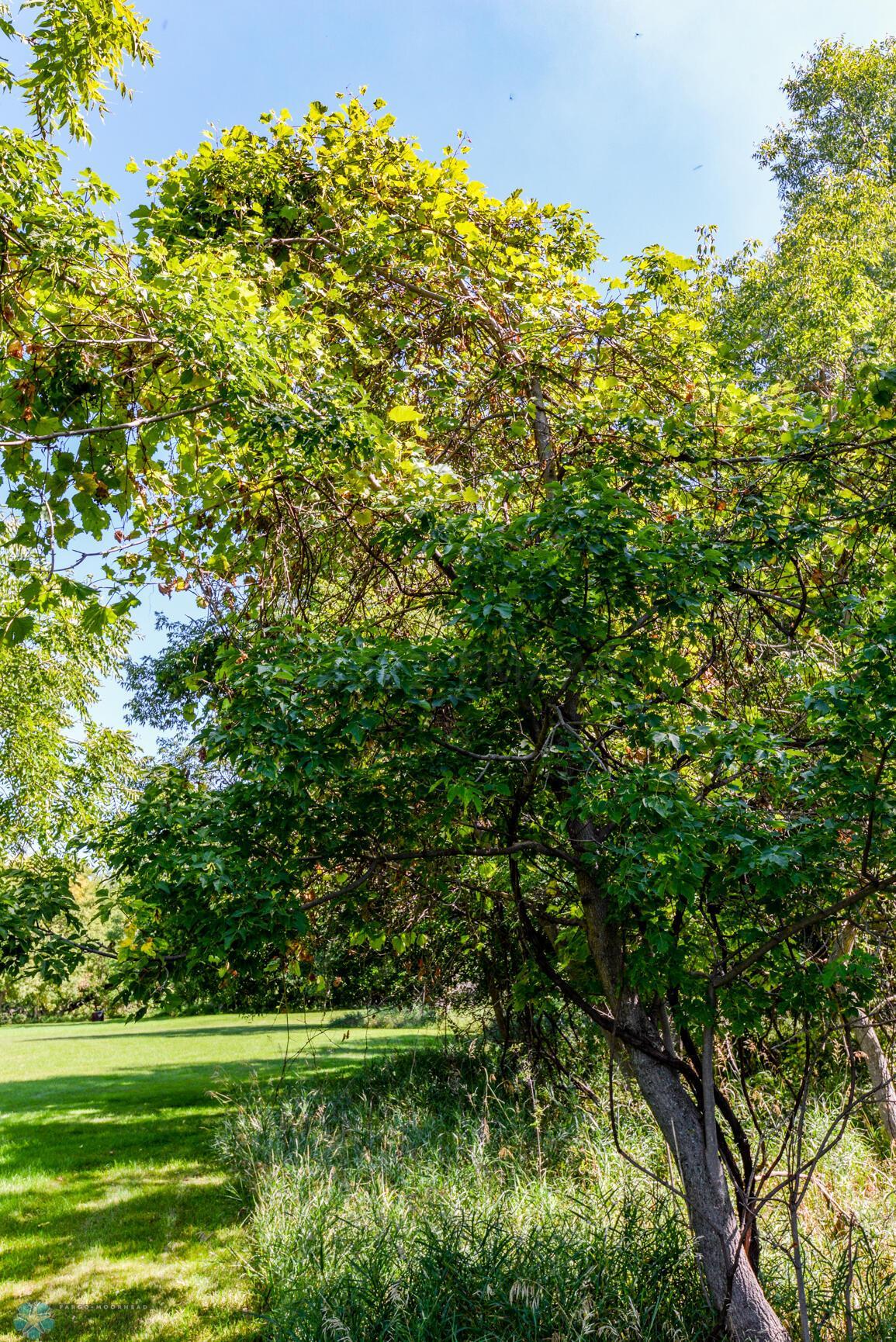 Grape Vine in Tree