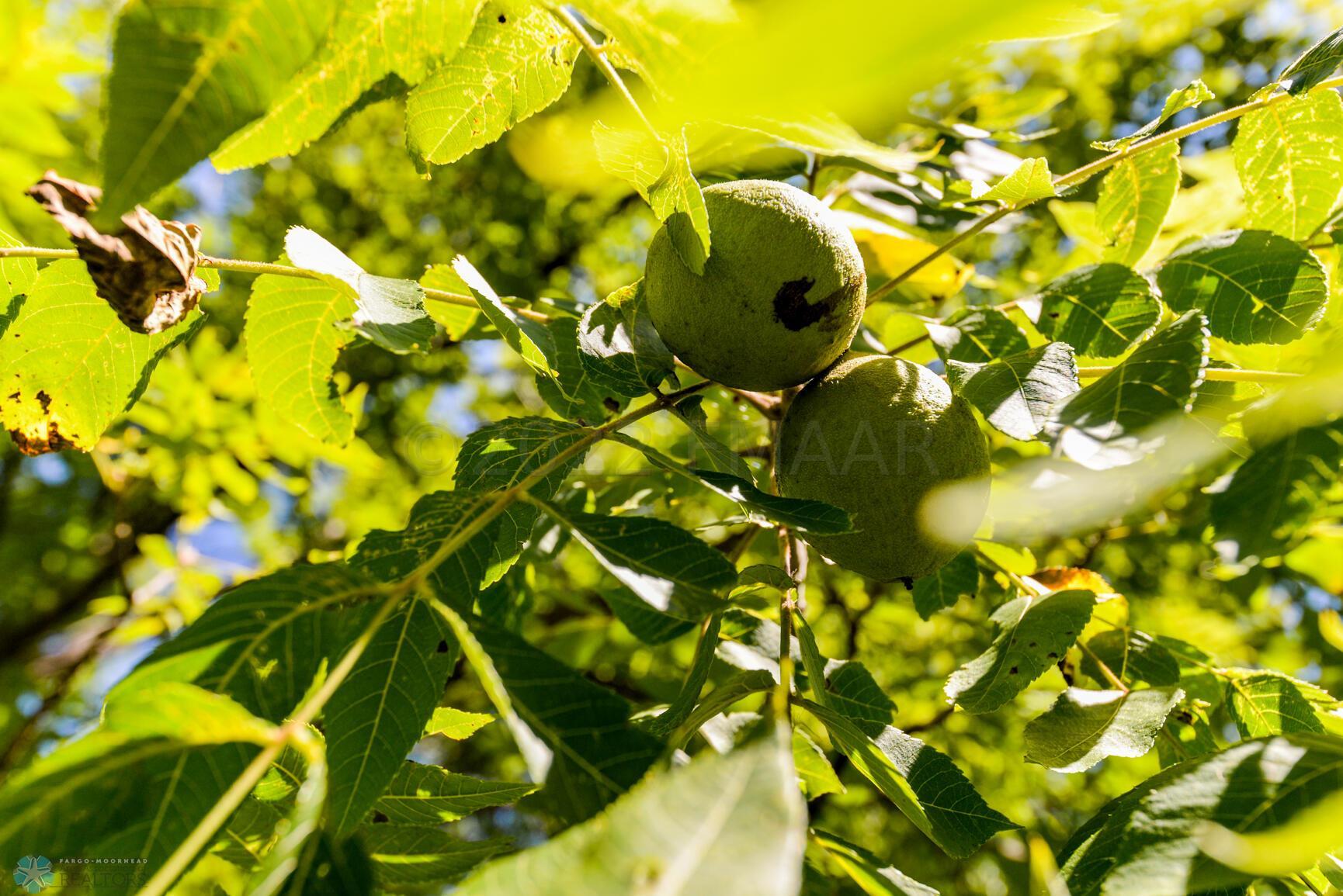 Walnut Tree
