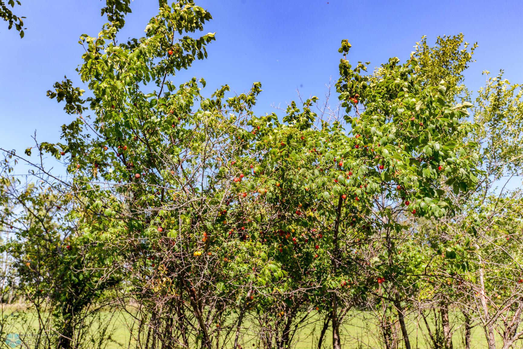 Plum Trees