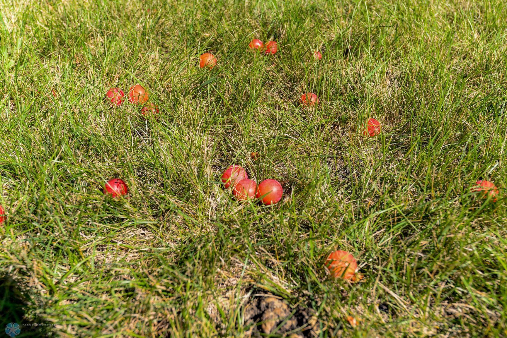 Plums