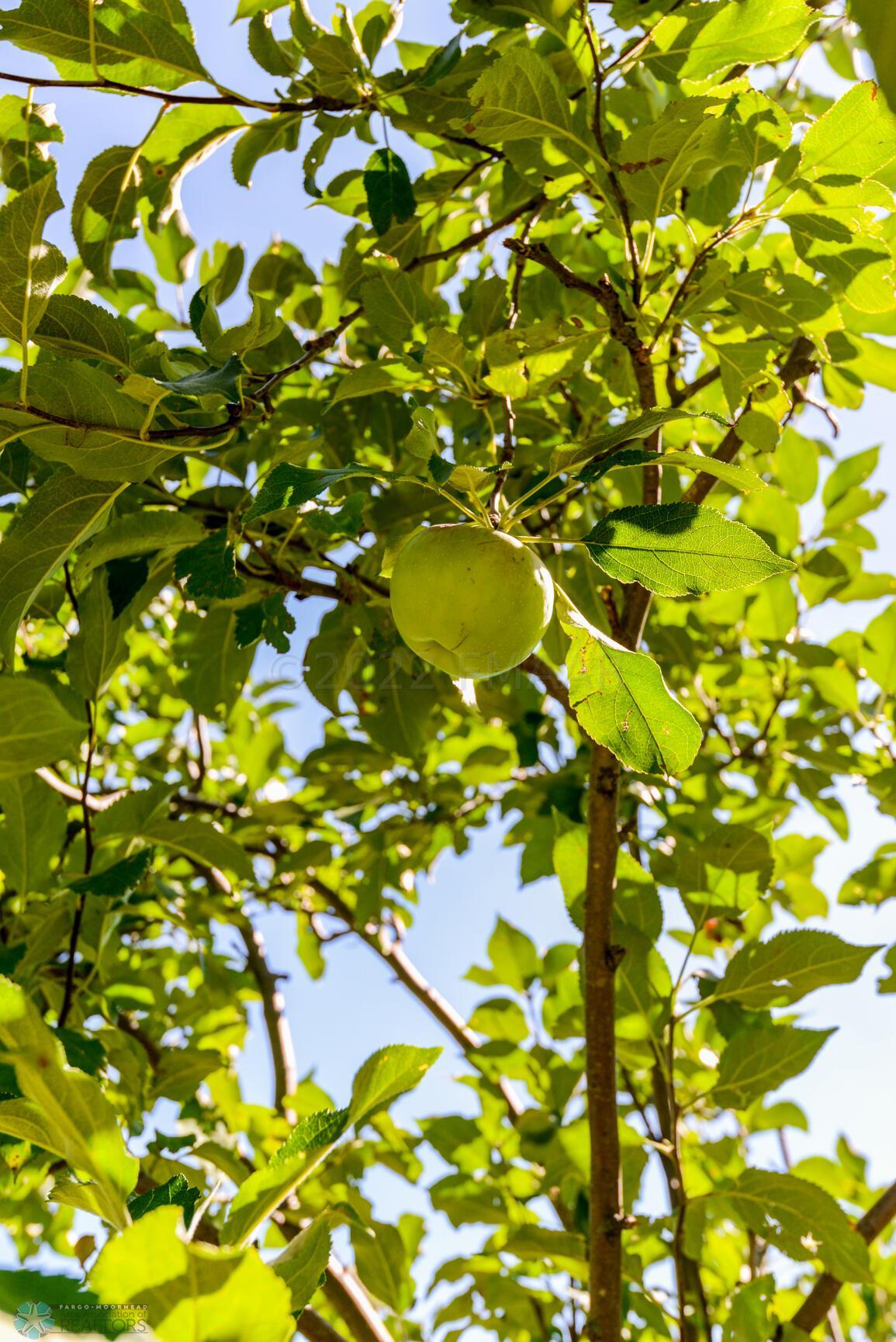 Apple Tree 1