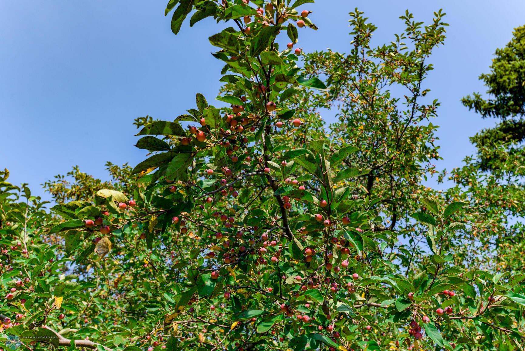 Berry Tree
