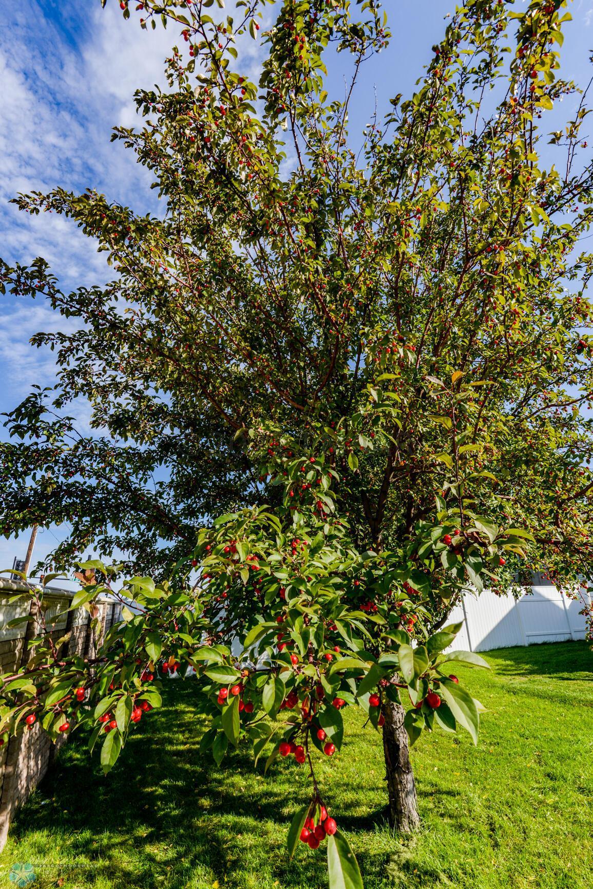 Berry Tree