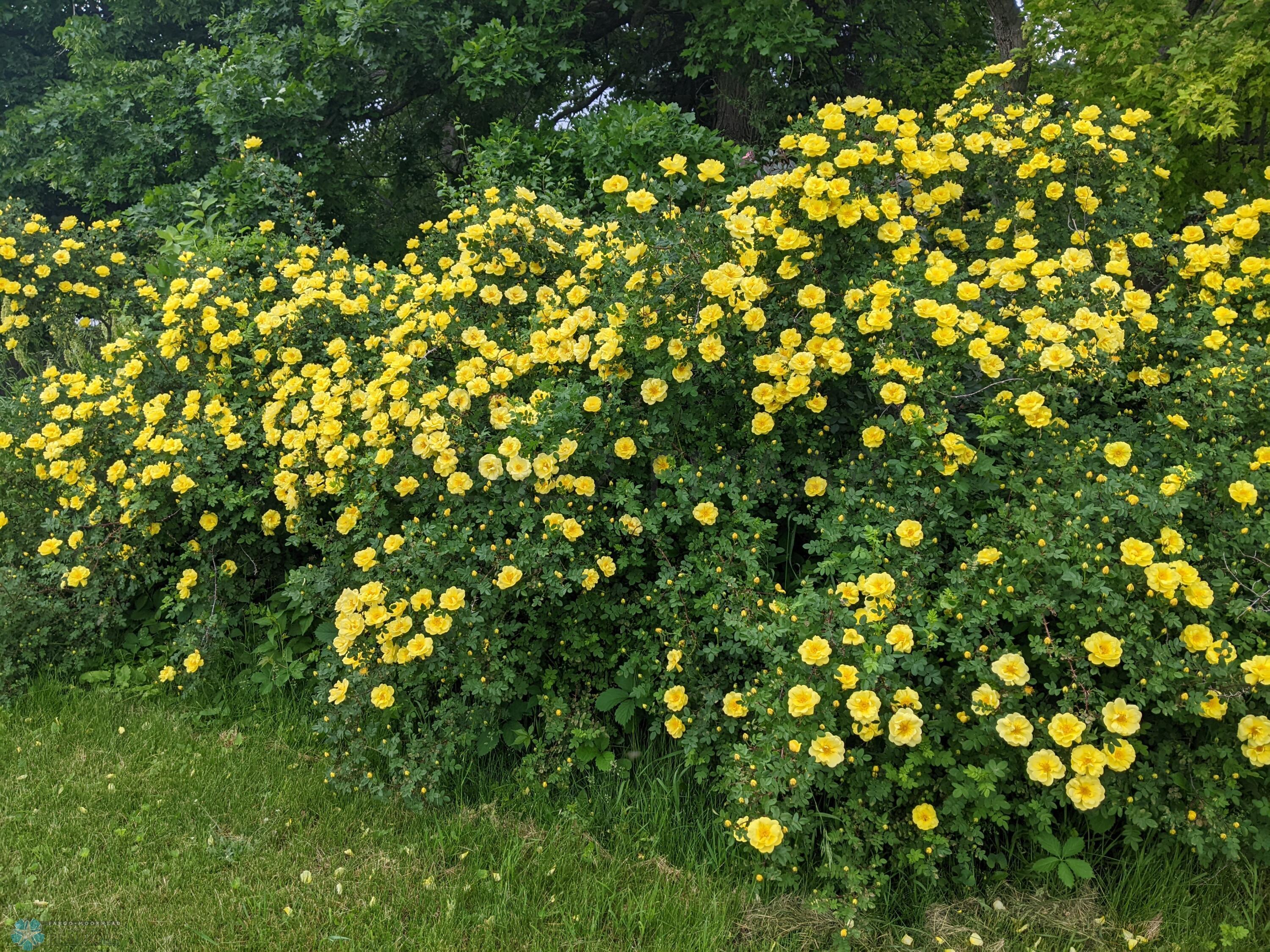 Rose Bush