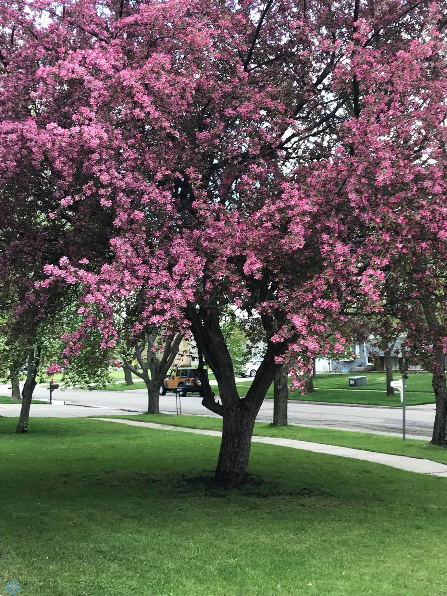 Front yard tree