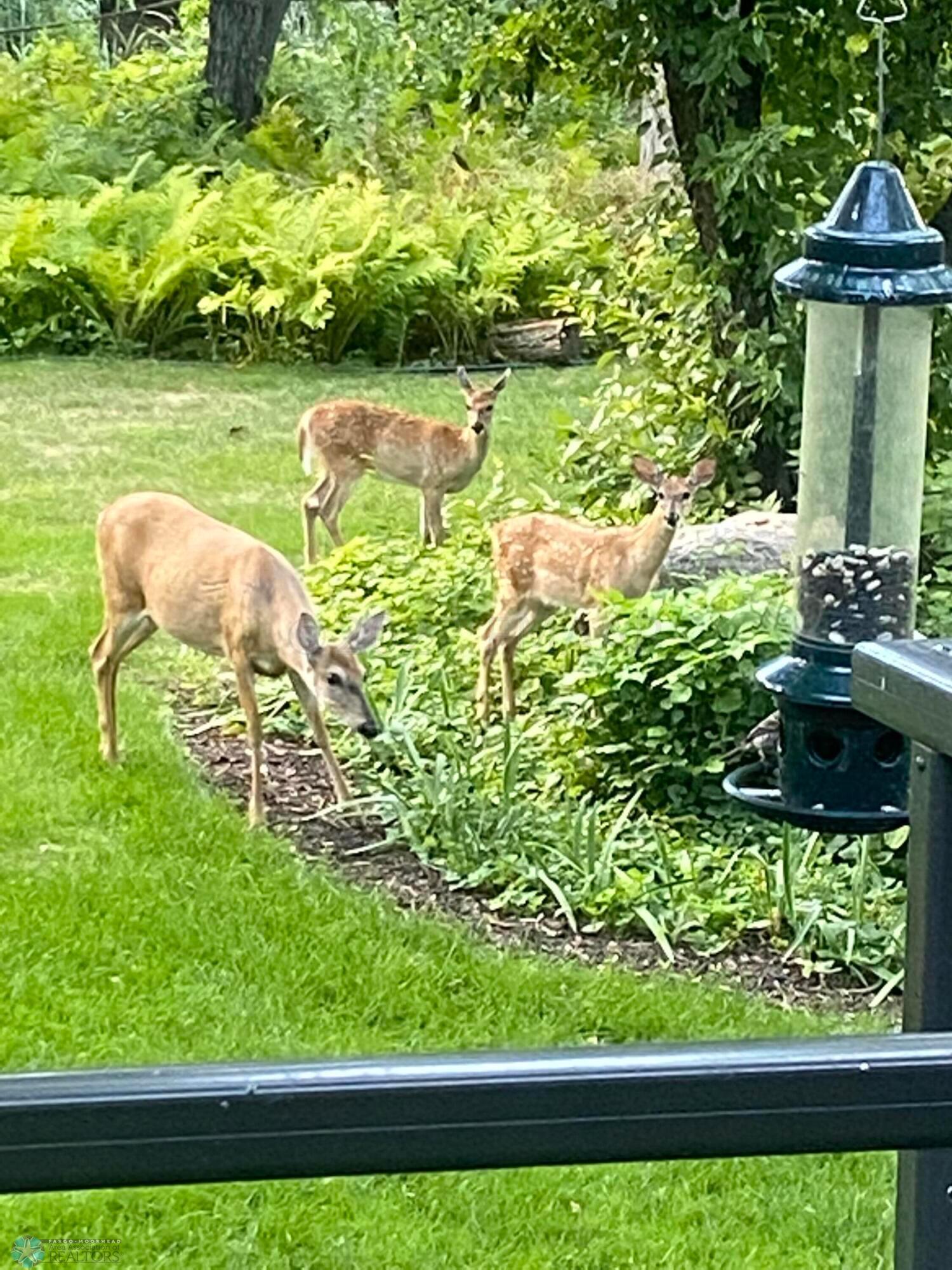 Wildlife in Backyard