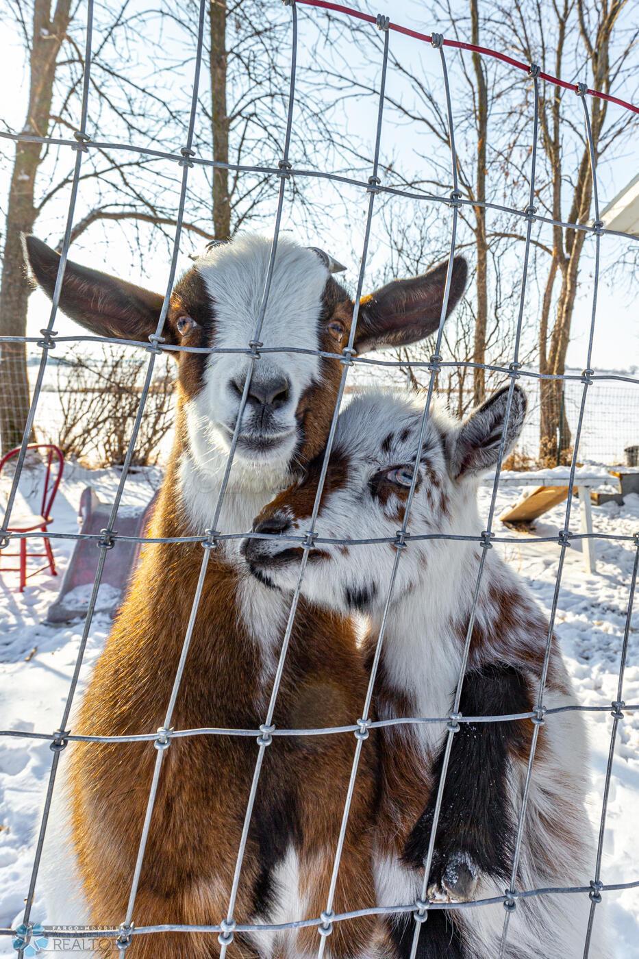 Goat-4