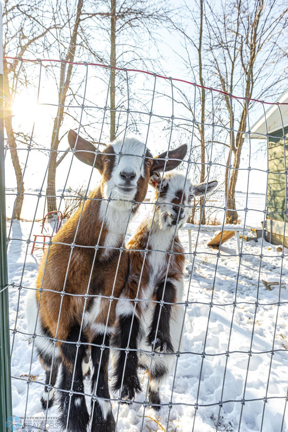 Goat-2