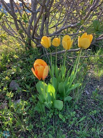 zach- back yard flowers