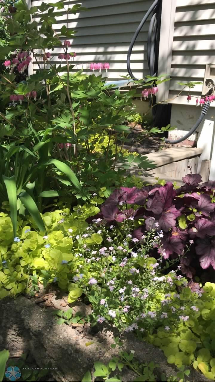 garden2