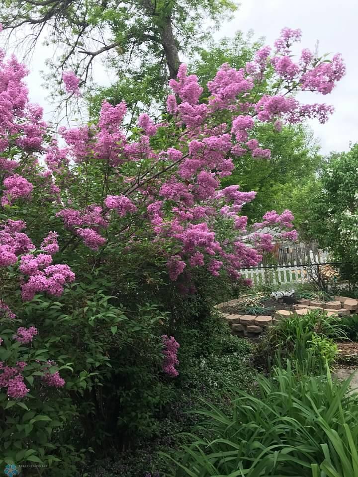garden1