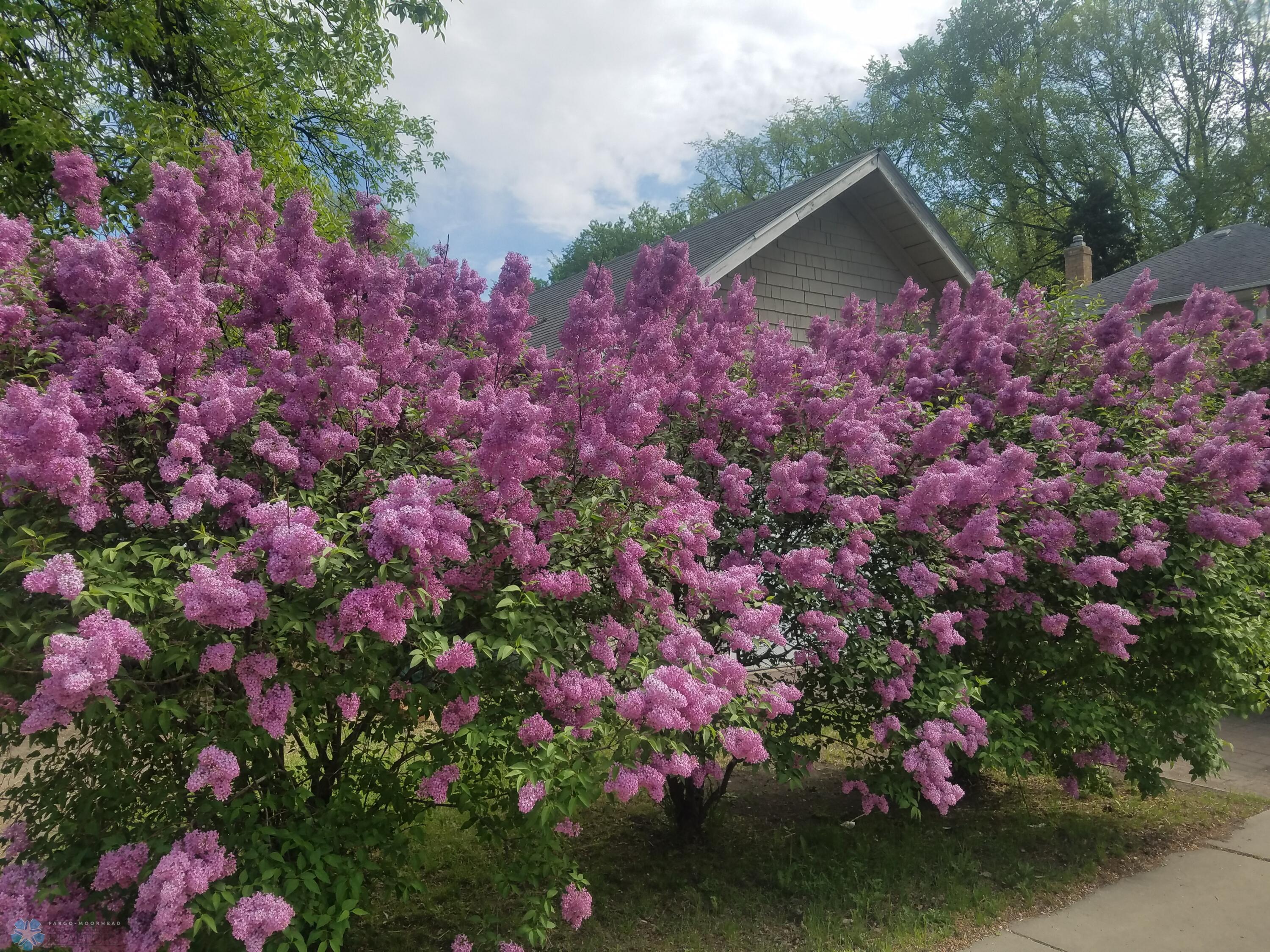 seasonal - lilacs