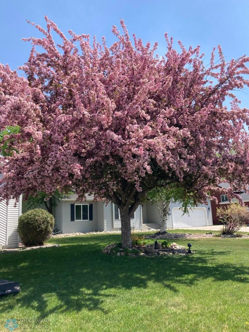 Beautiful trees!