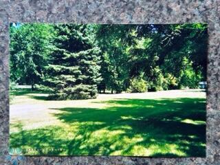 Summer Backyard