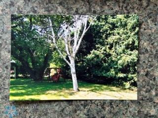 Summer Backyard