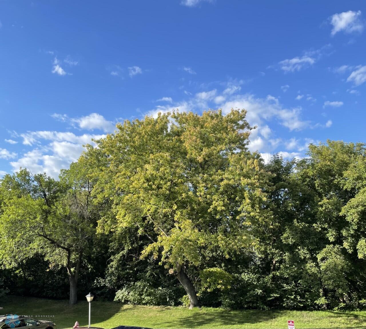 Summer Trees