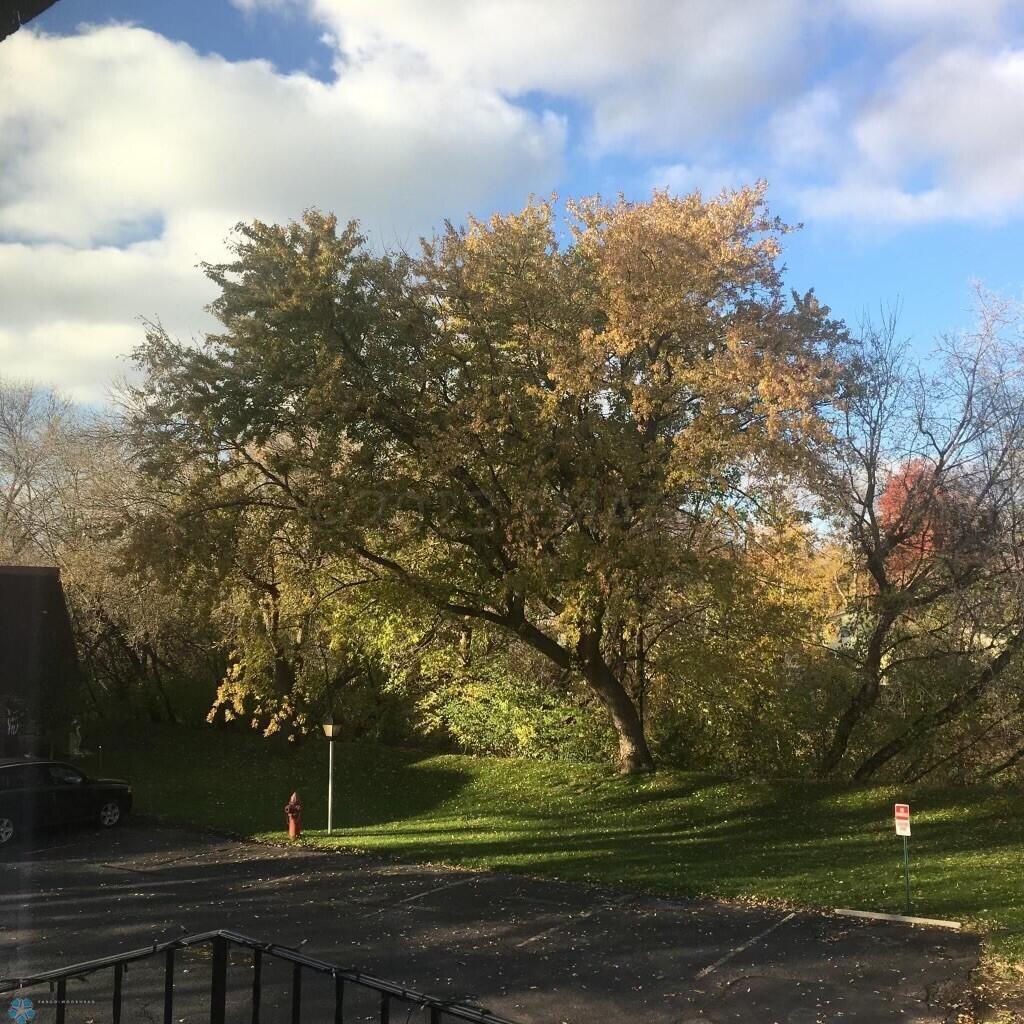 Autumn Trees