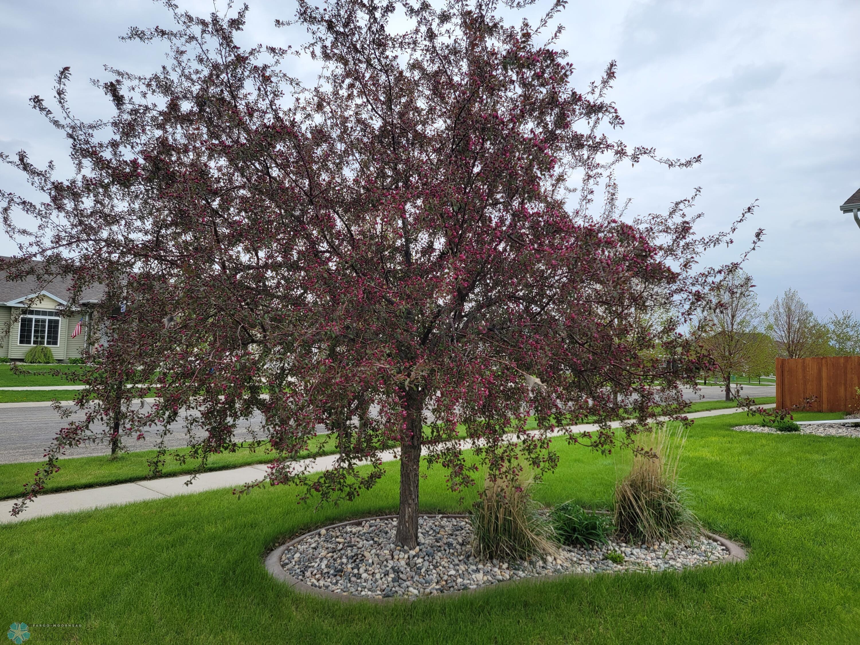 Front yard