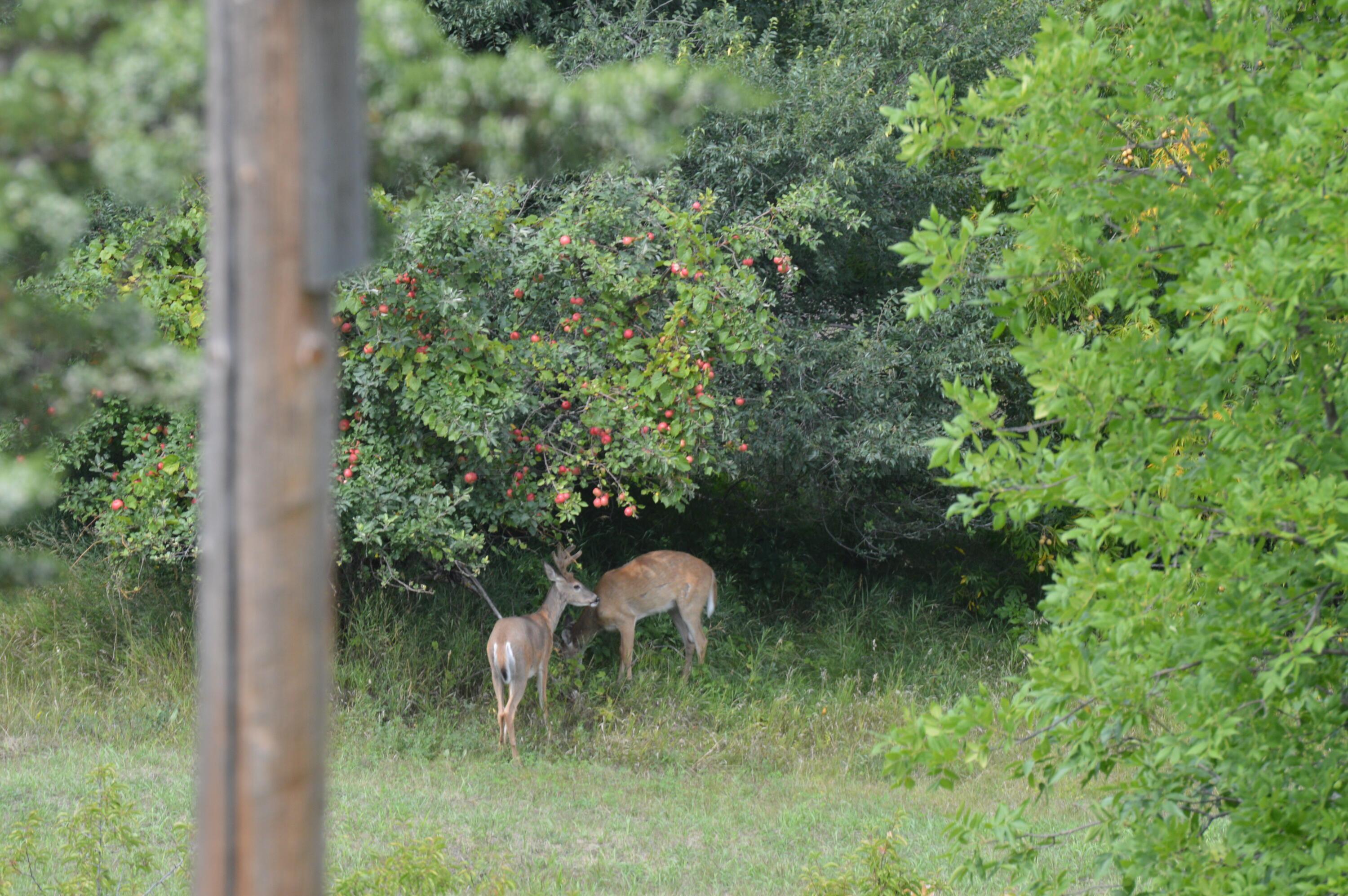 Abundance of wildlife