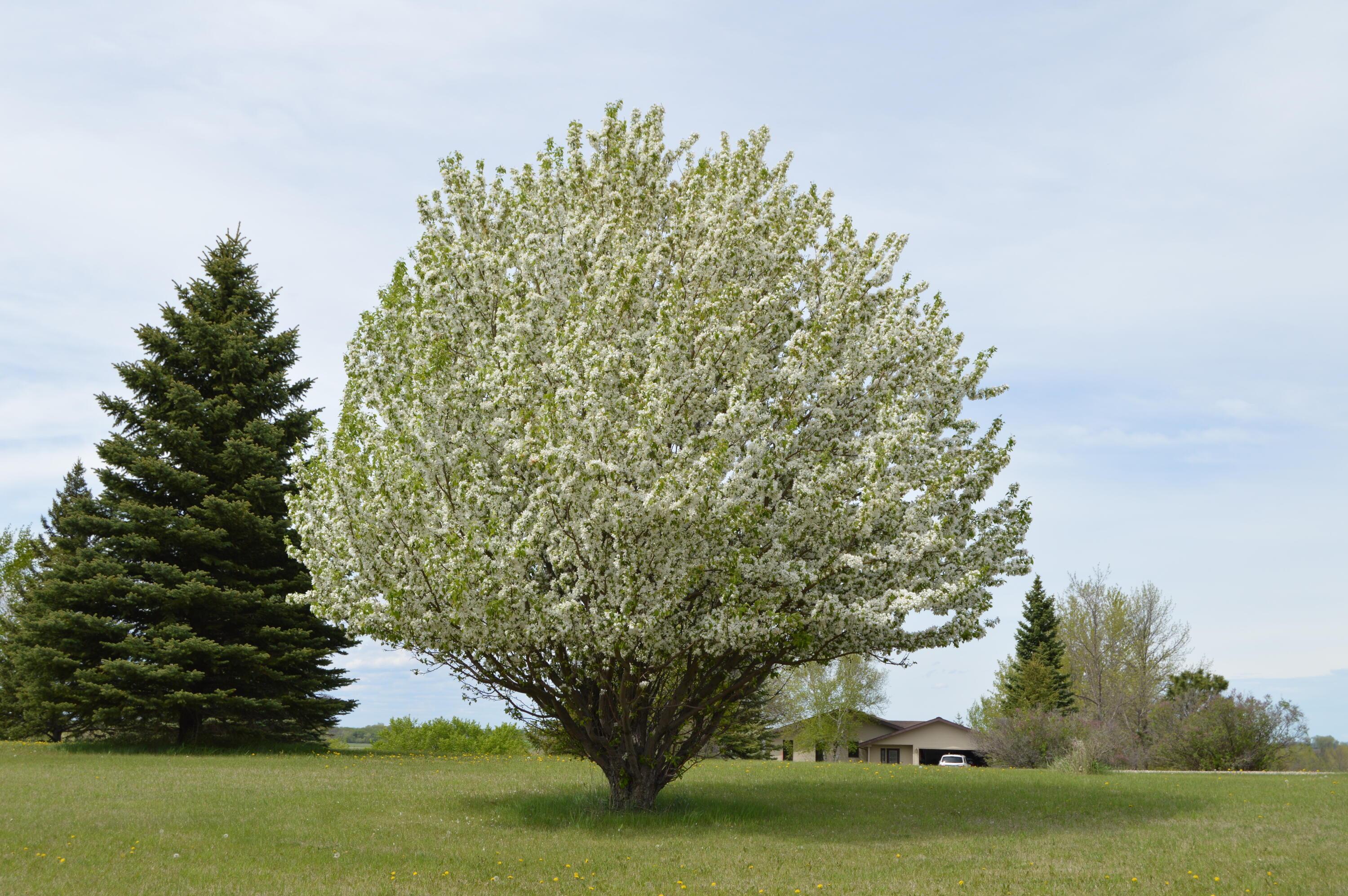 Flowering Trees