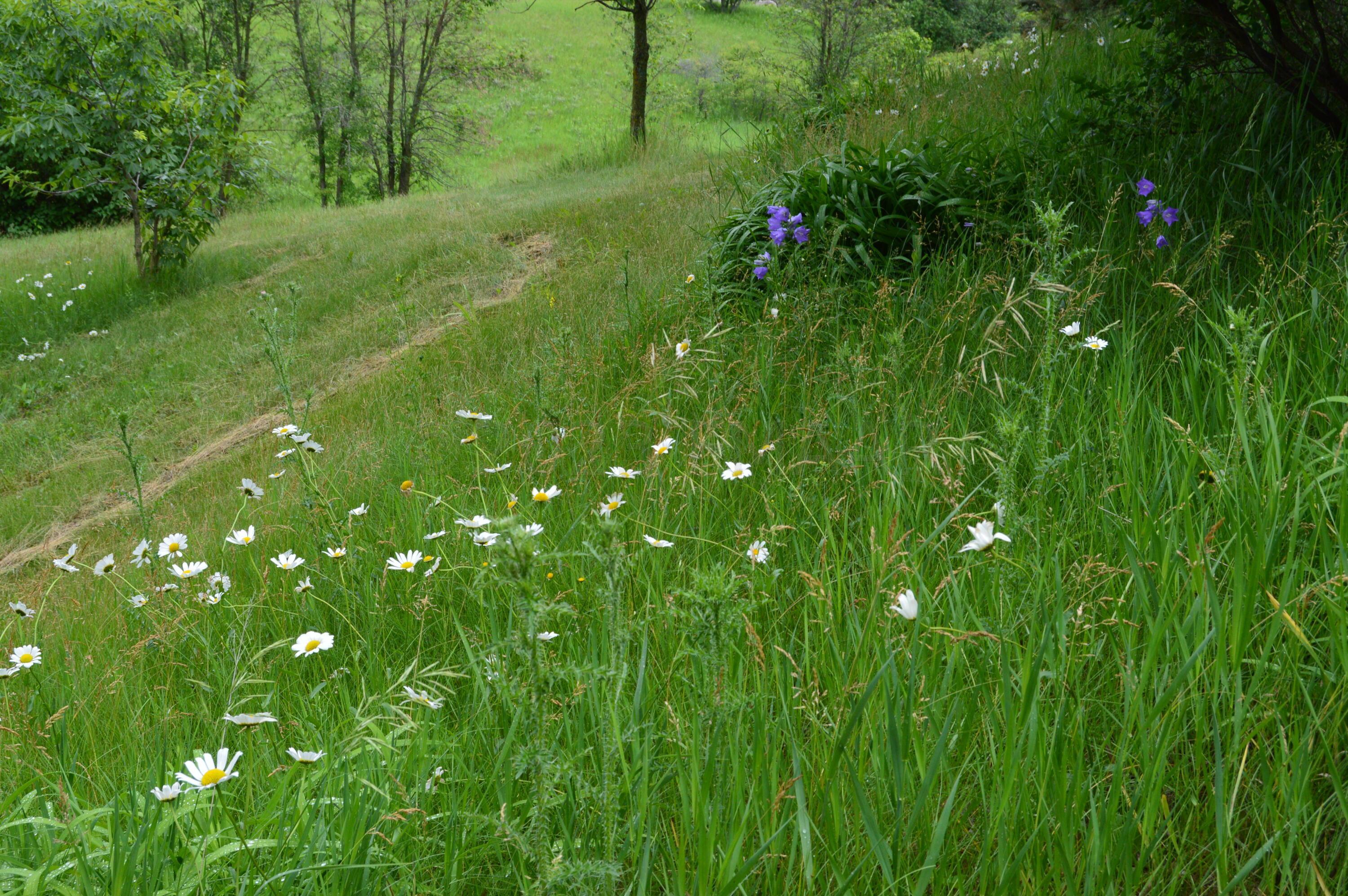 Wildflowers