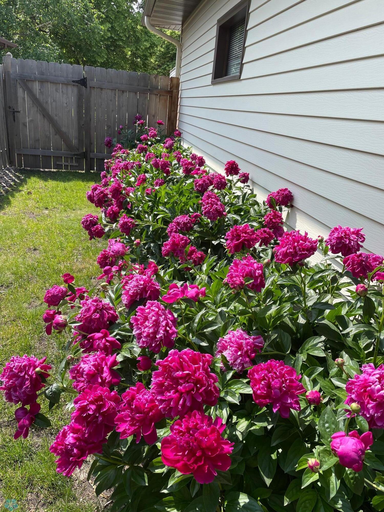 Ladnscaping Summer