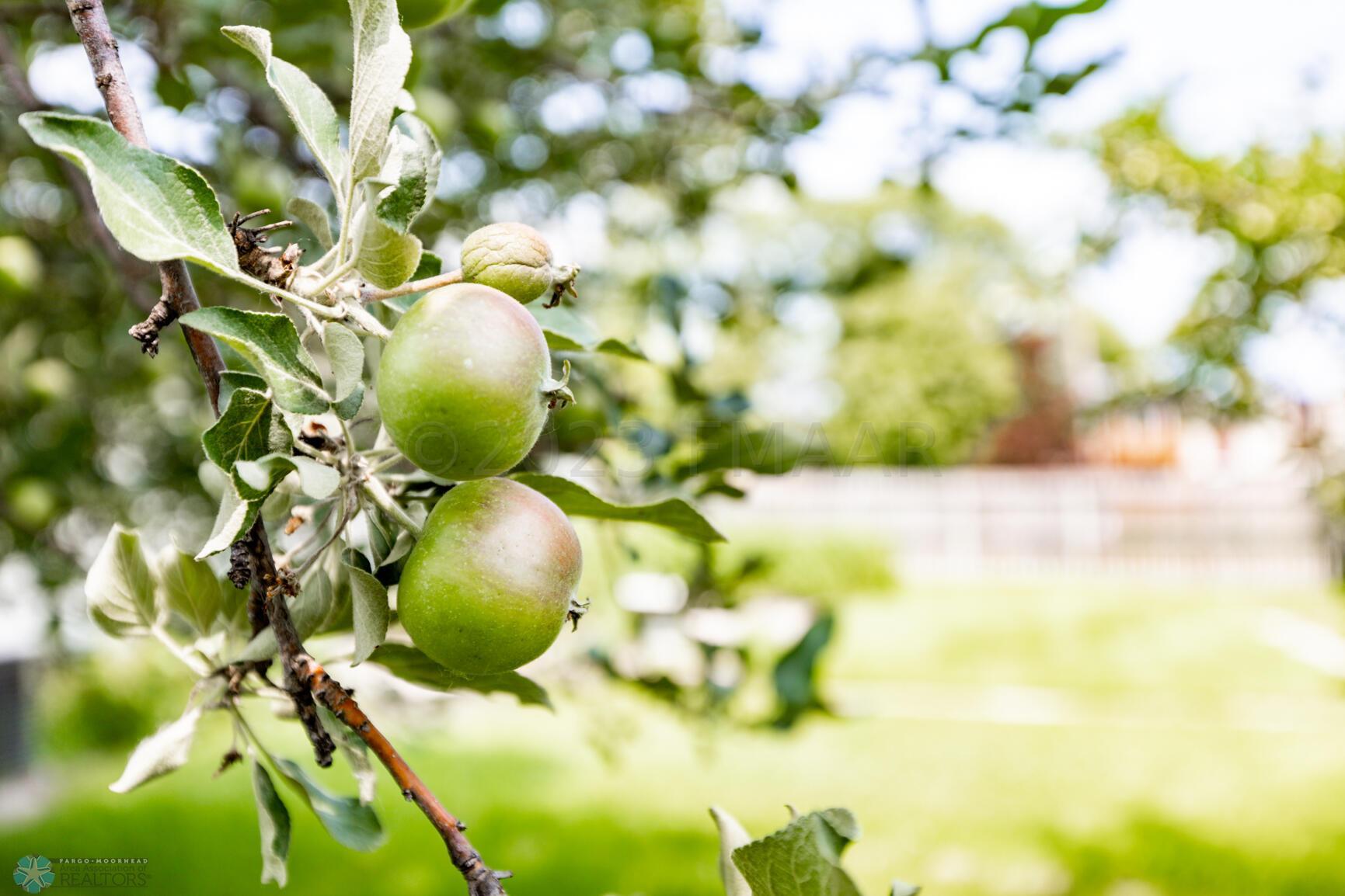 Apple Trees