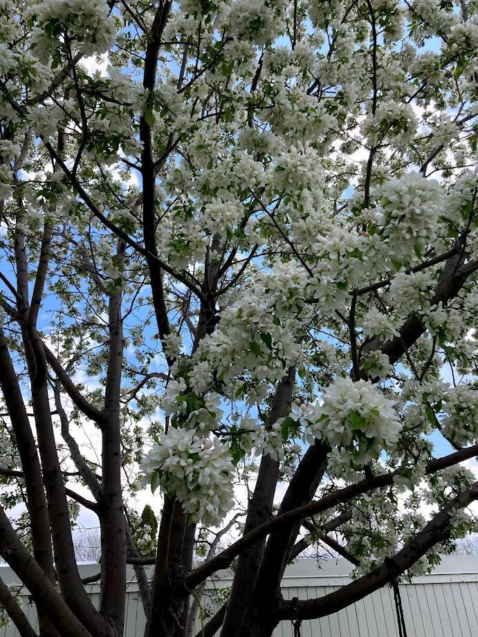 Trees